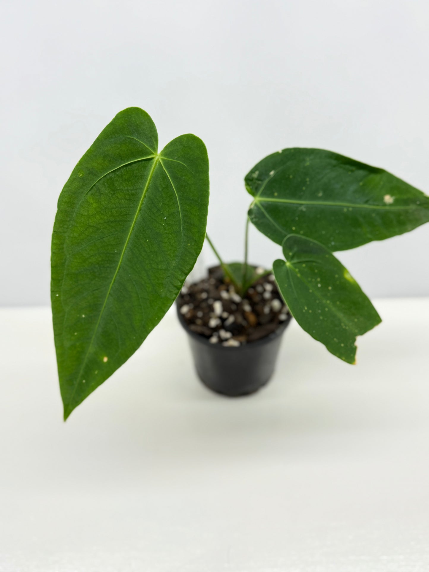 Anthurium Warocqueanum x sp. Nutibara Z7