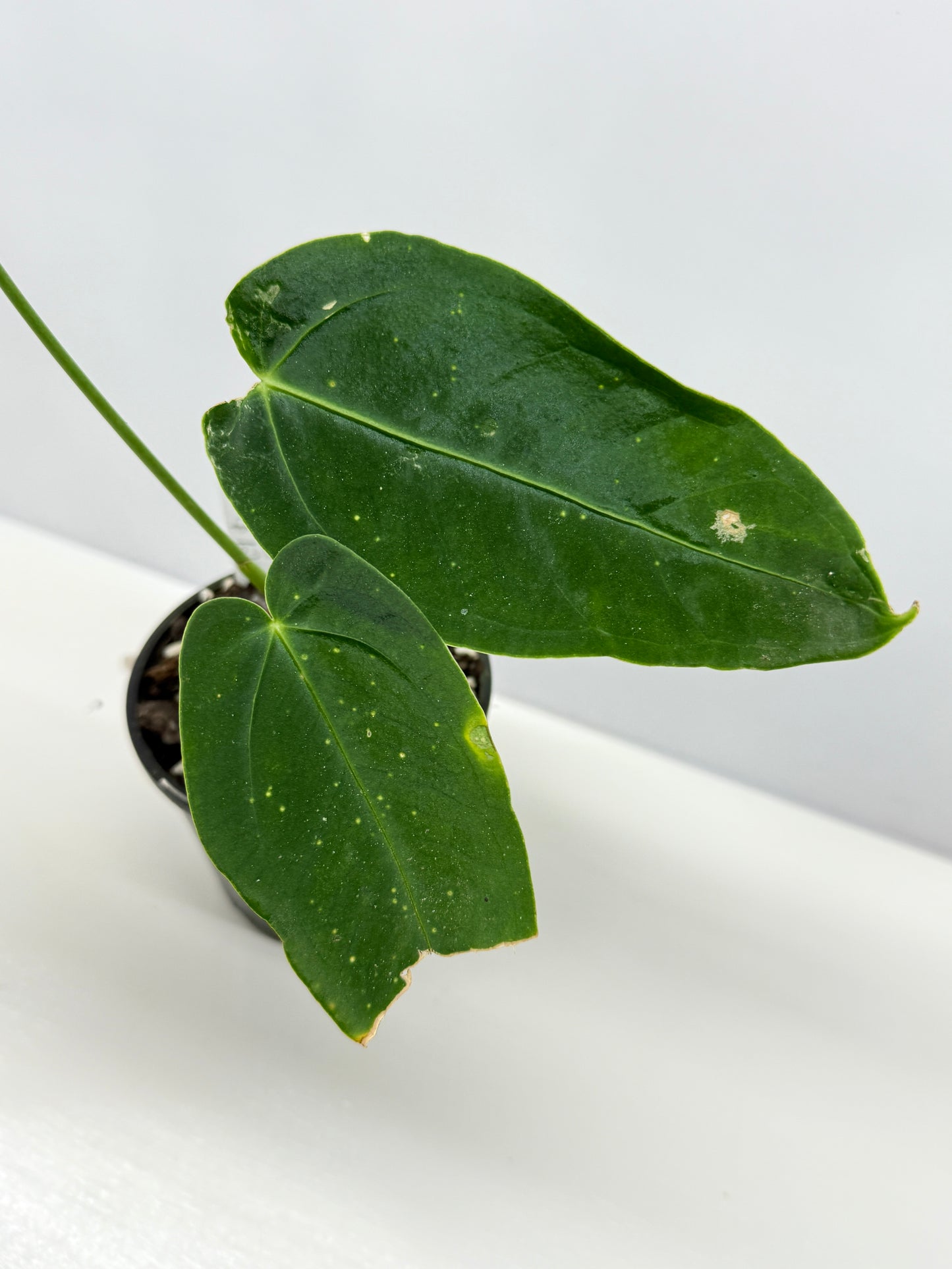 Anthurium Warocqueanum x sp. Nutibara Z7