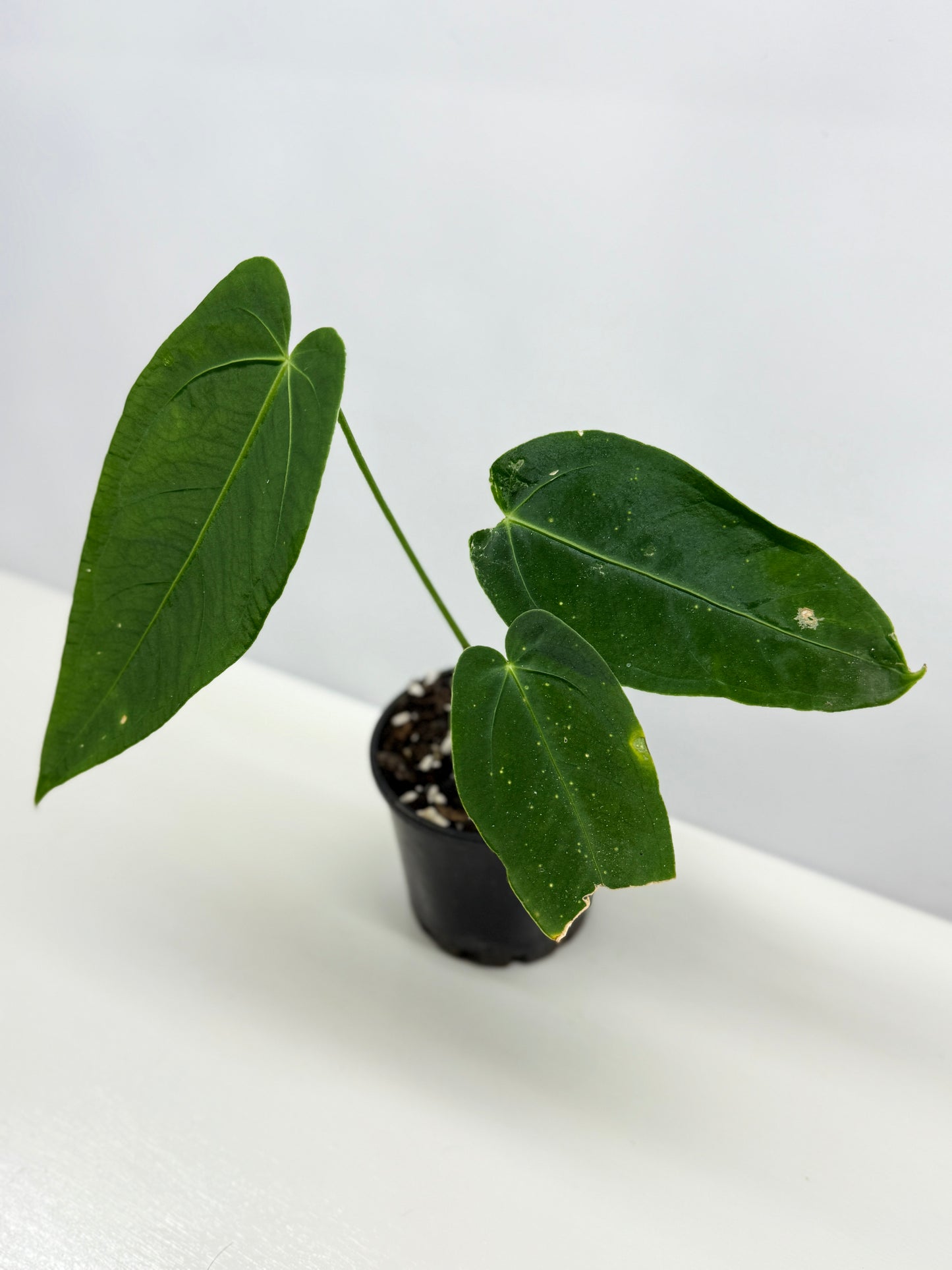Anthurium Warocqueanum x sp. Nutibara Z7