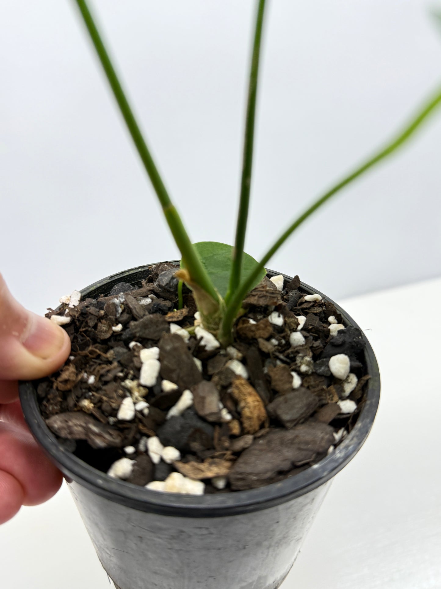 Anthurium Warocqueanum x sp. Nutibara Z7