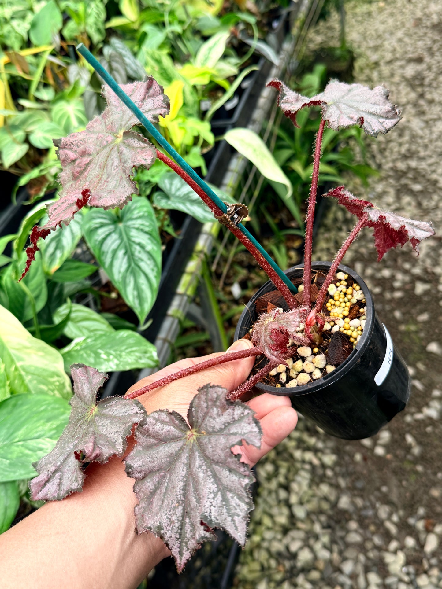 Begonia Hybrid R74