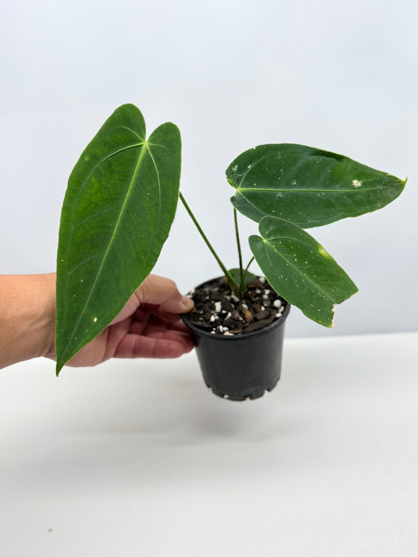 Anthurium Warocqueanum x sp. Nutibara Z7