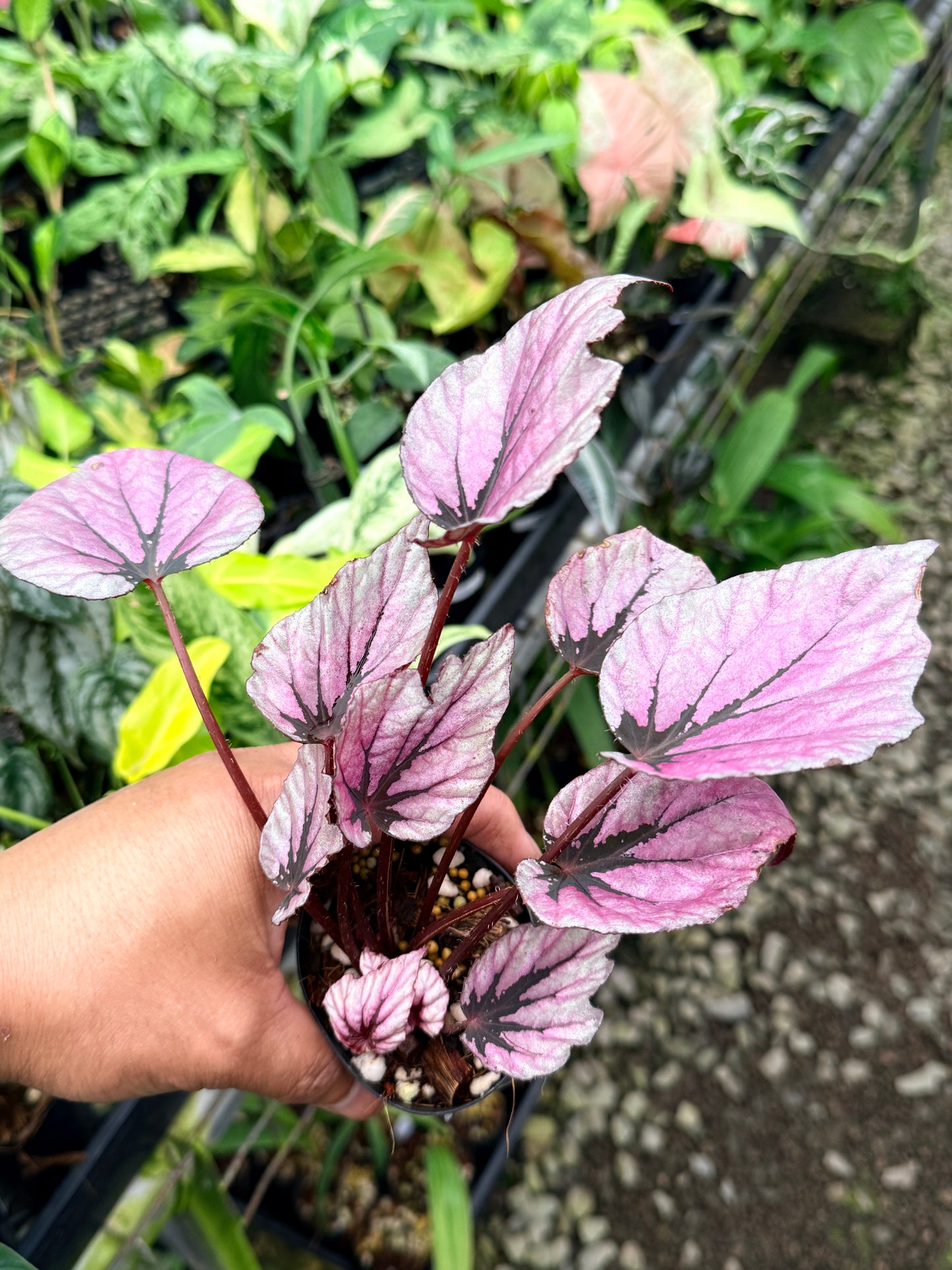 Begonia 'Pink Glitter' R71