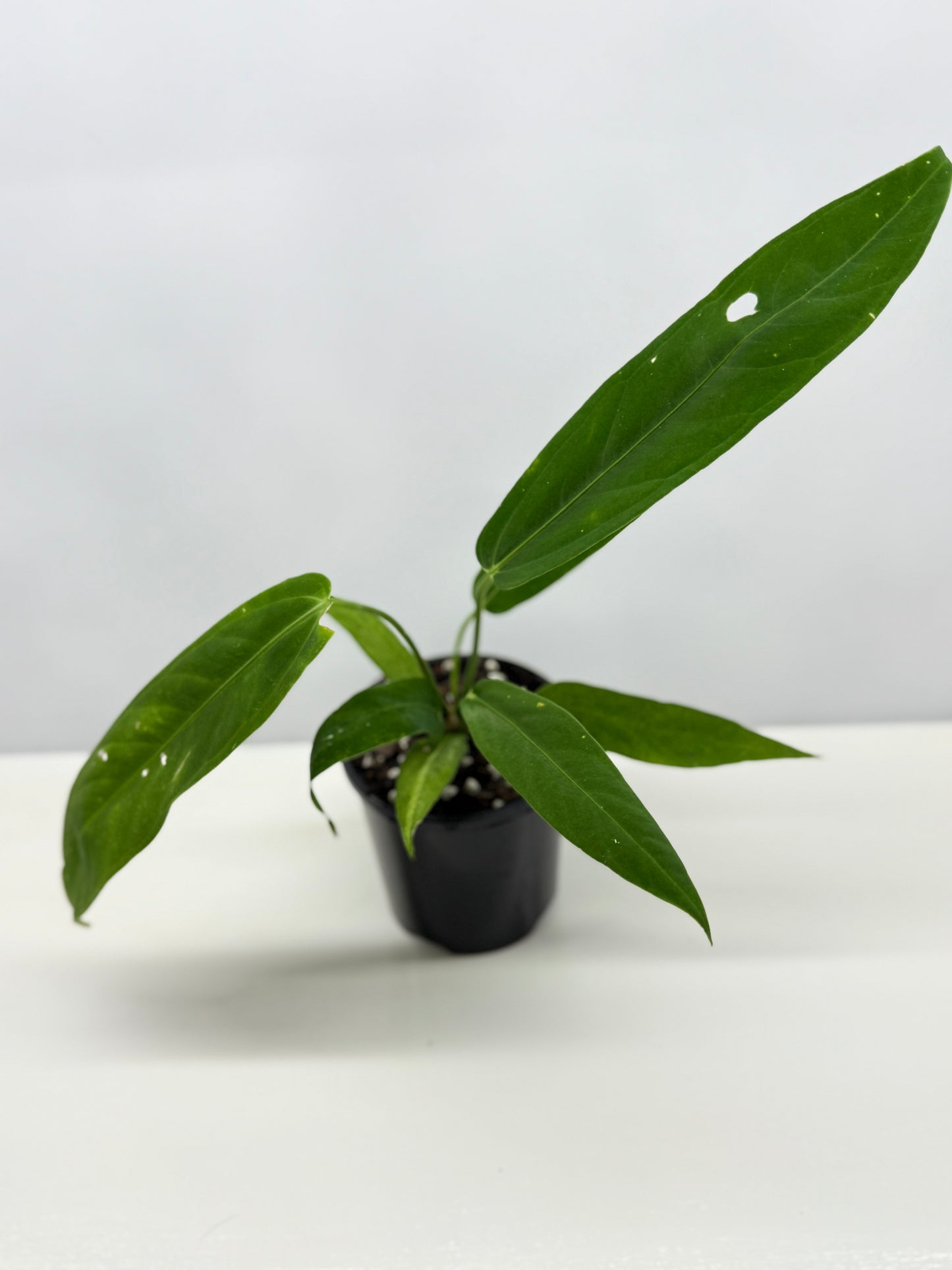 Anthurium Warocqueanum x Panamense Z8