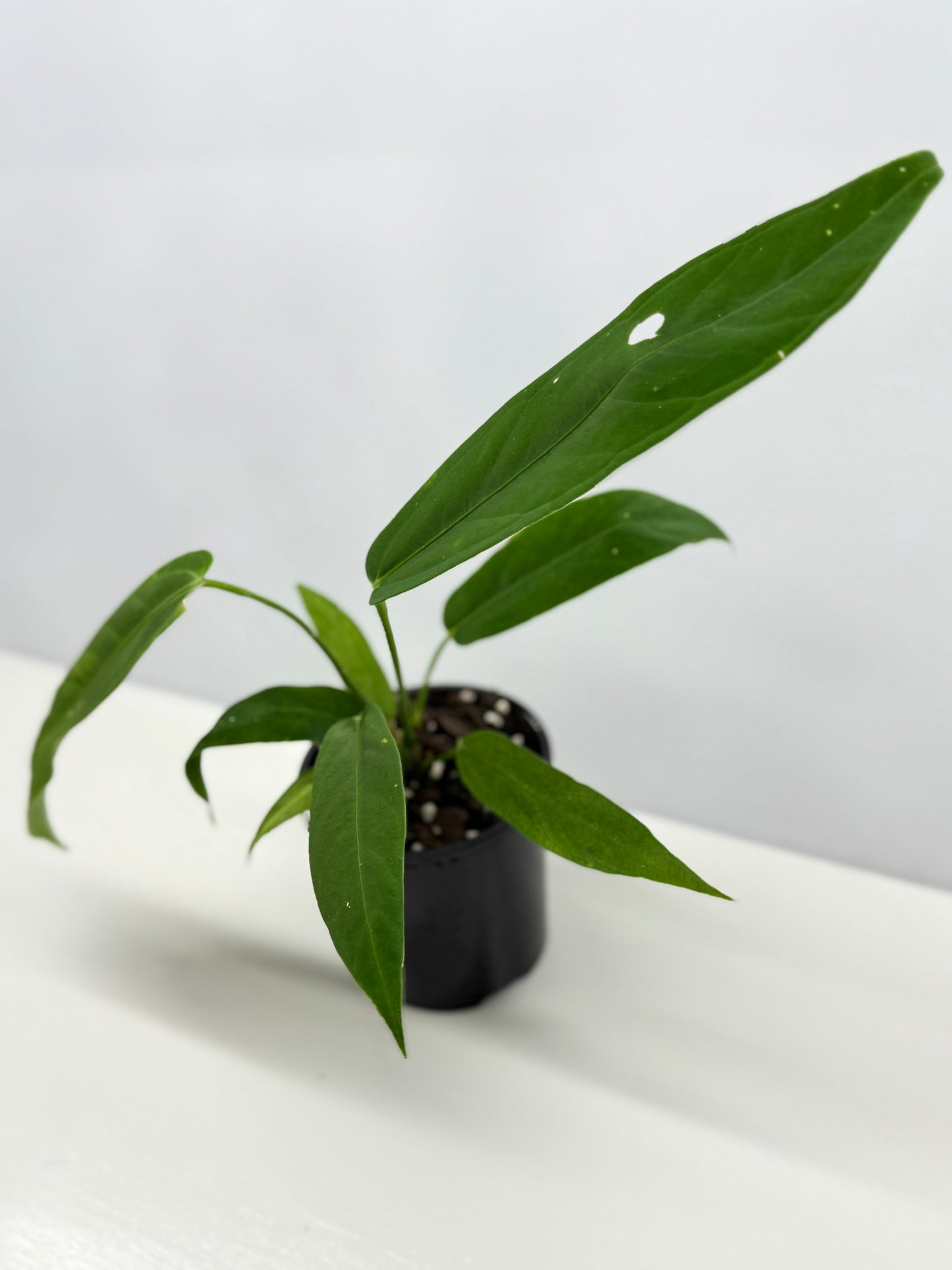 Anthurium Warocqueanum x Panamense Z8