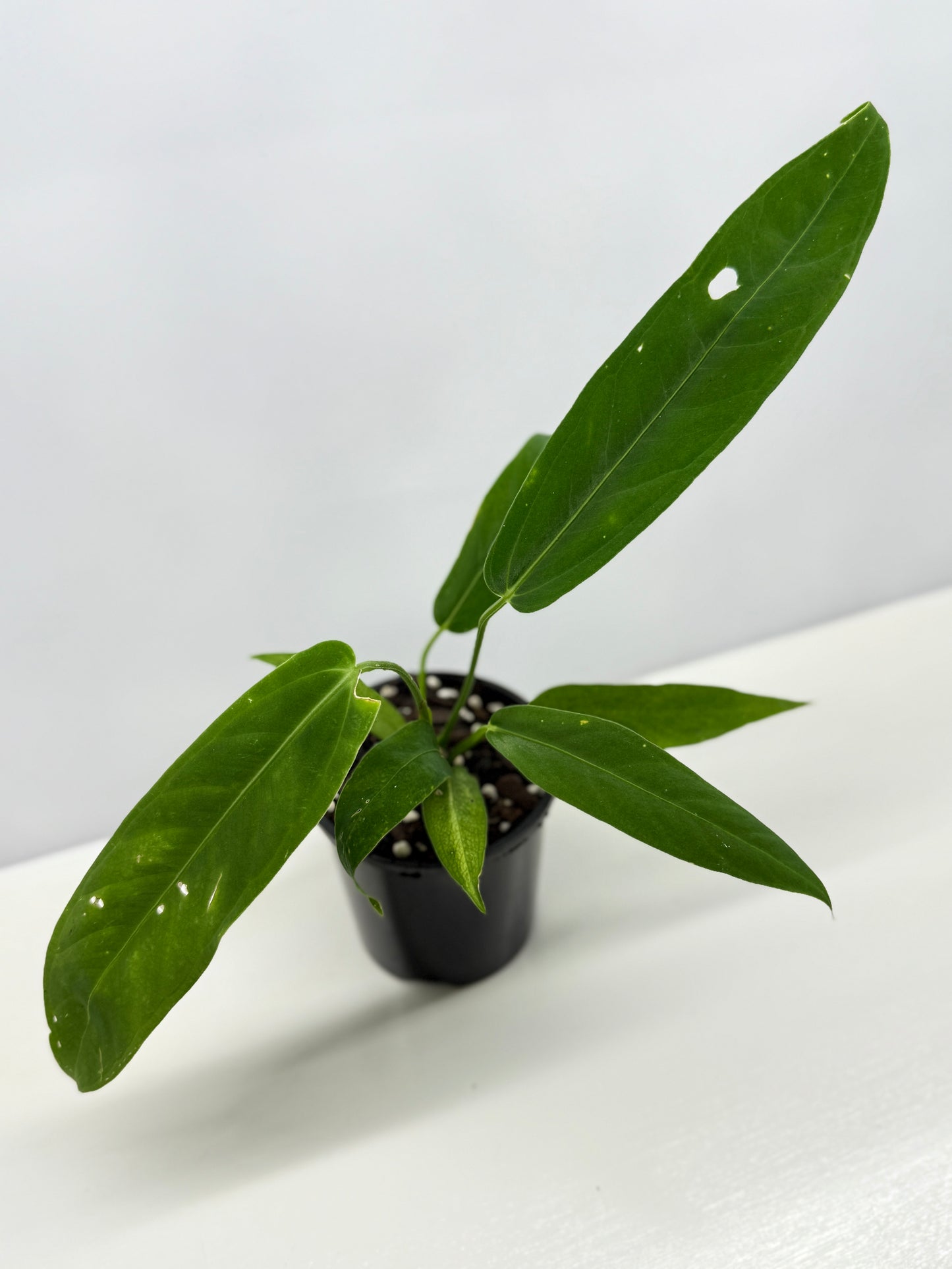 Anthurium Warocqueanum x Panamense Z8