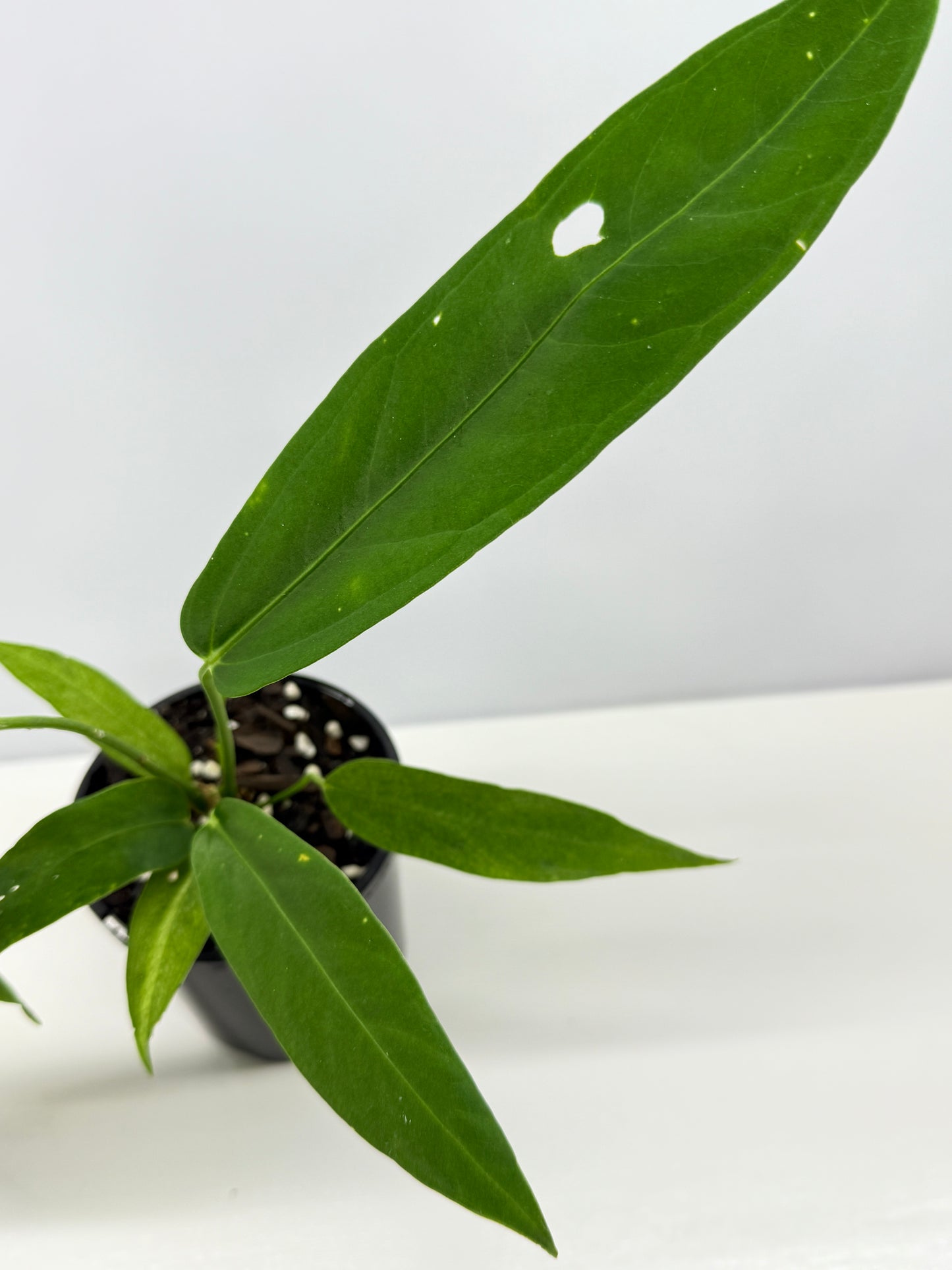 Anthurium Warocqueanum x Panamense Z8