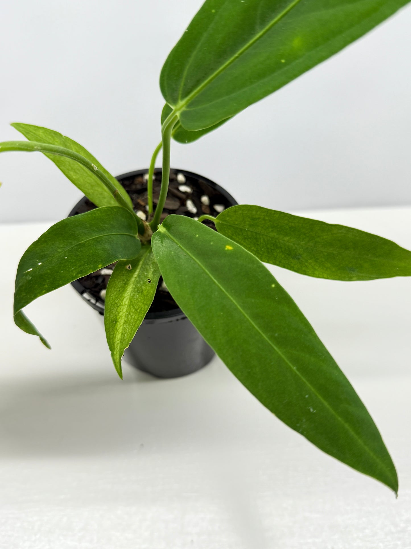 Anthurium Warocqueanum x Panamense Z8