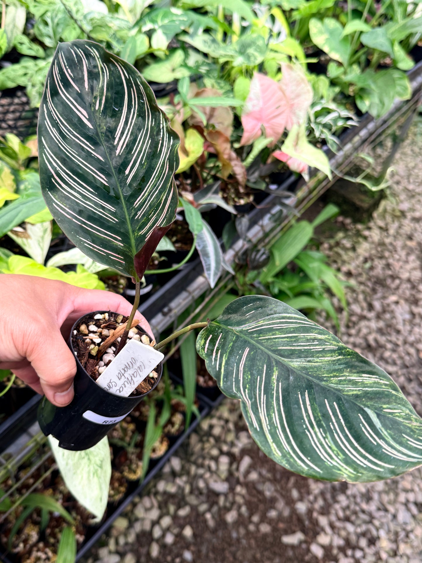 Calathea 'Ornata Sanderiana Variegata' R73