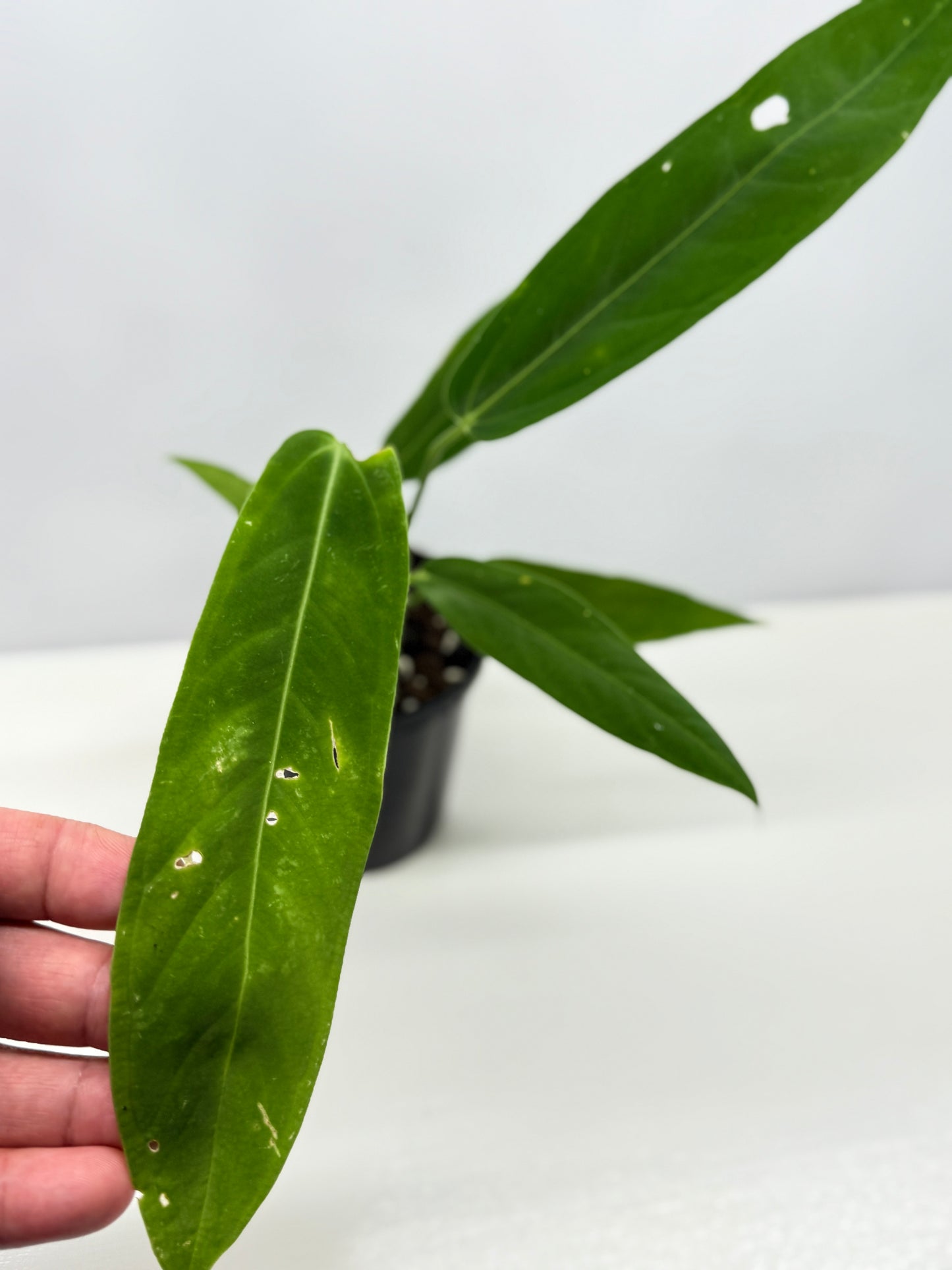 Anthurium Warocqueanum x Panamense Z8