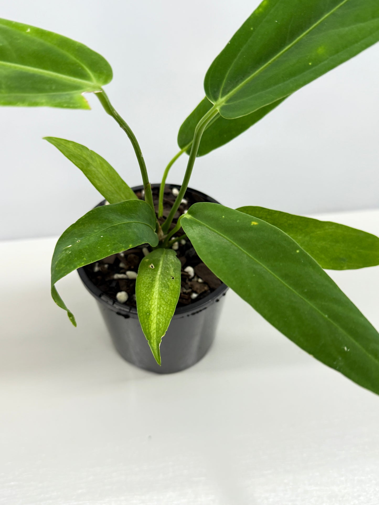 Anthurium Warocqueanum x Panamense Z8