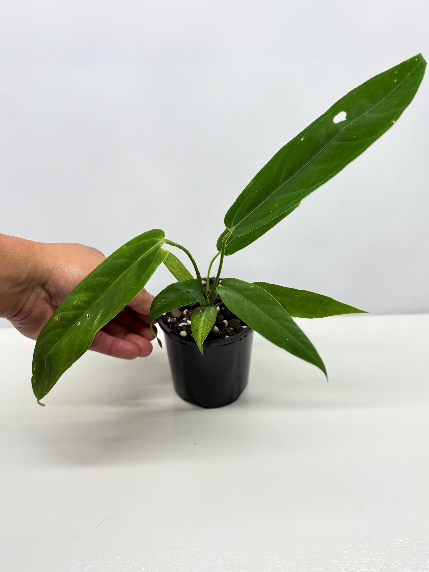 Anthurium Warocqueanum x Panamense Z8