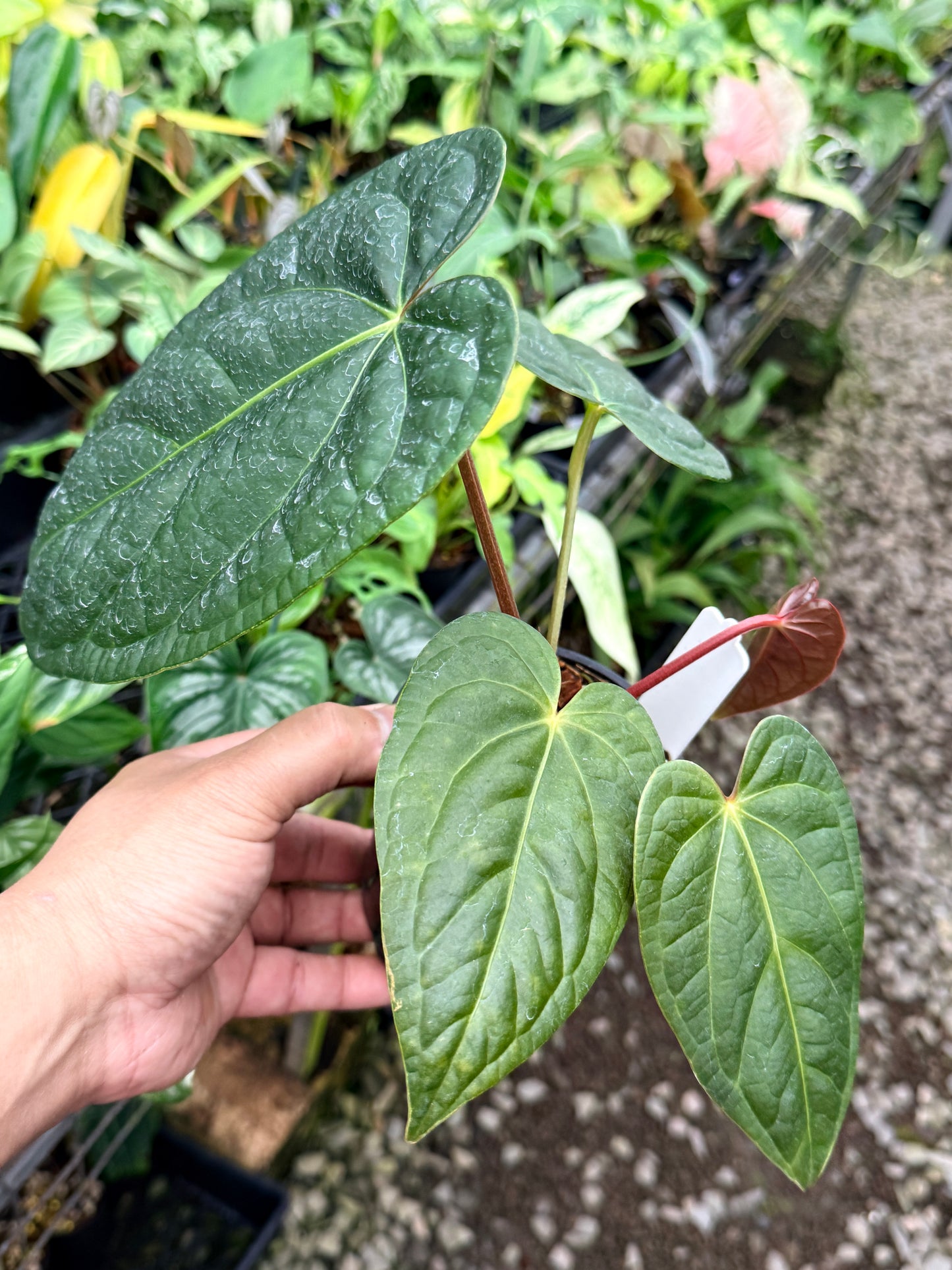 Anthurium Forgetii x Luxurian O71