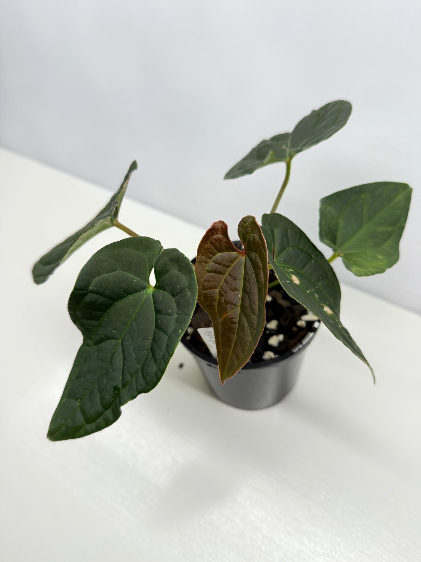 Anthurium Luxurians x Crystallinum Z6