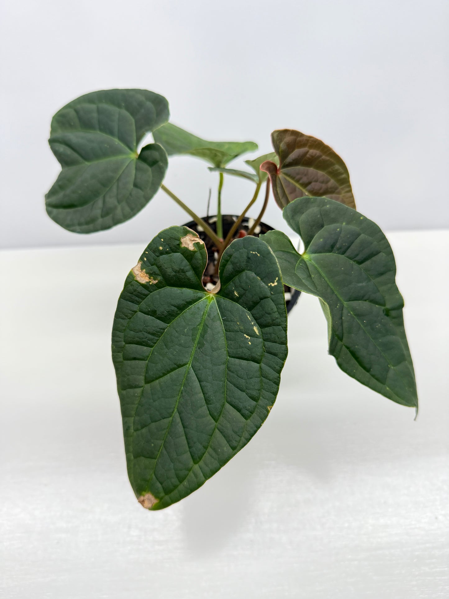 Anthurium Luxurians x Crystallinum Z6