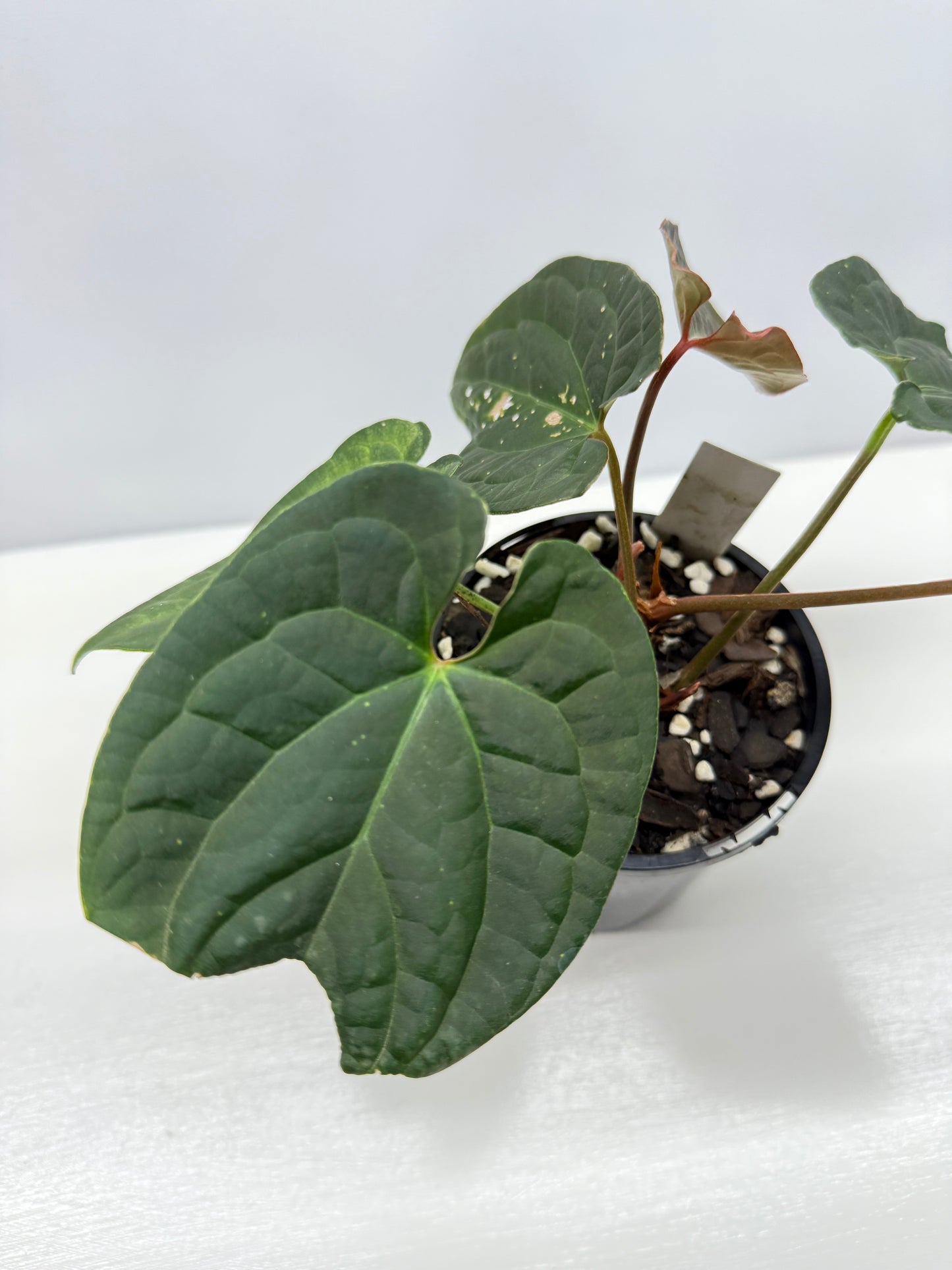 Anthurium Luxurians x Crystallinum Z6