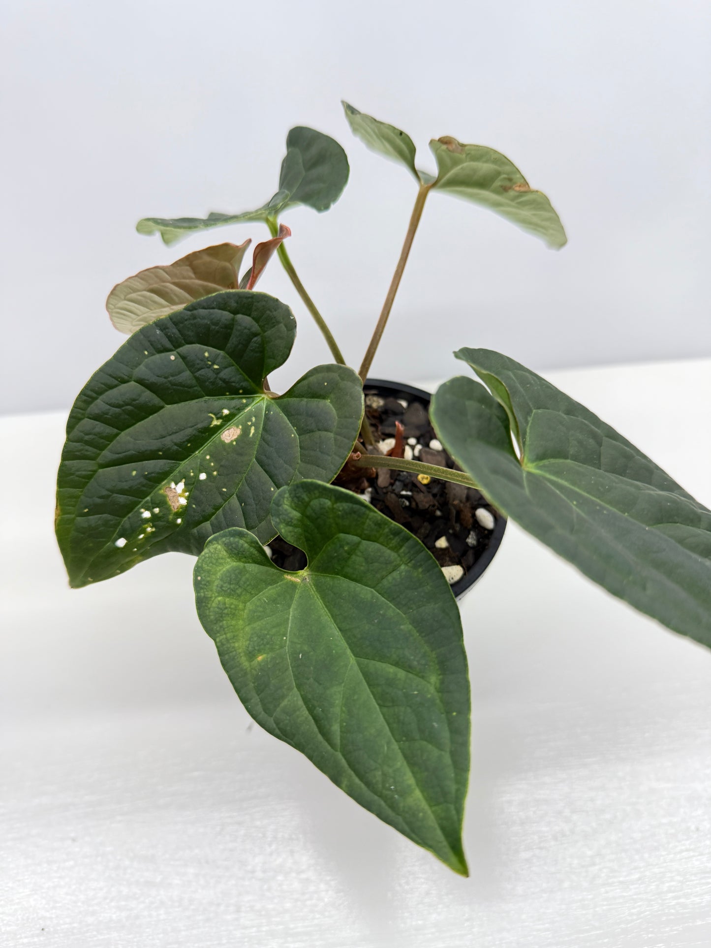 Anthurium Luxurians x Crystallinum Z6