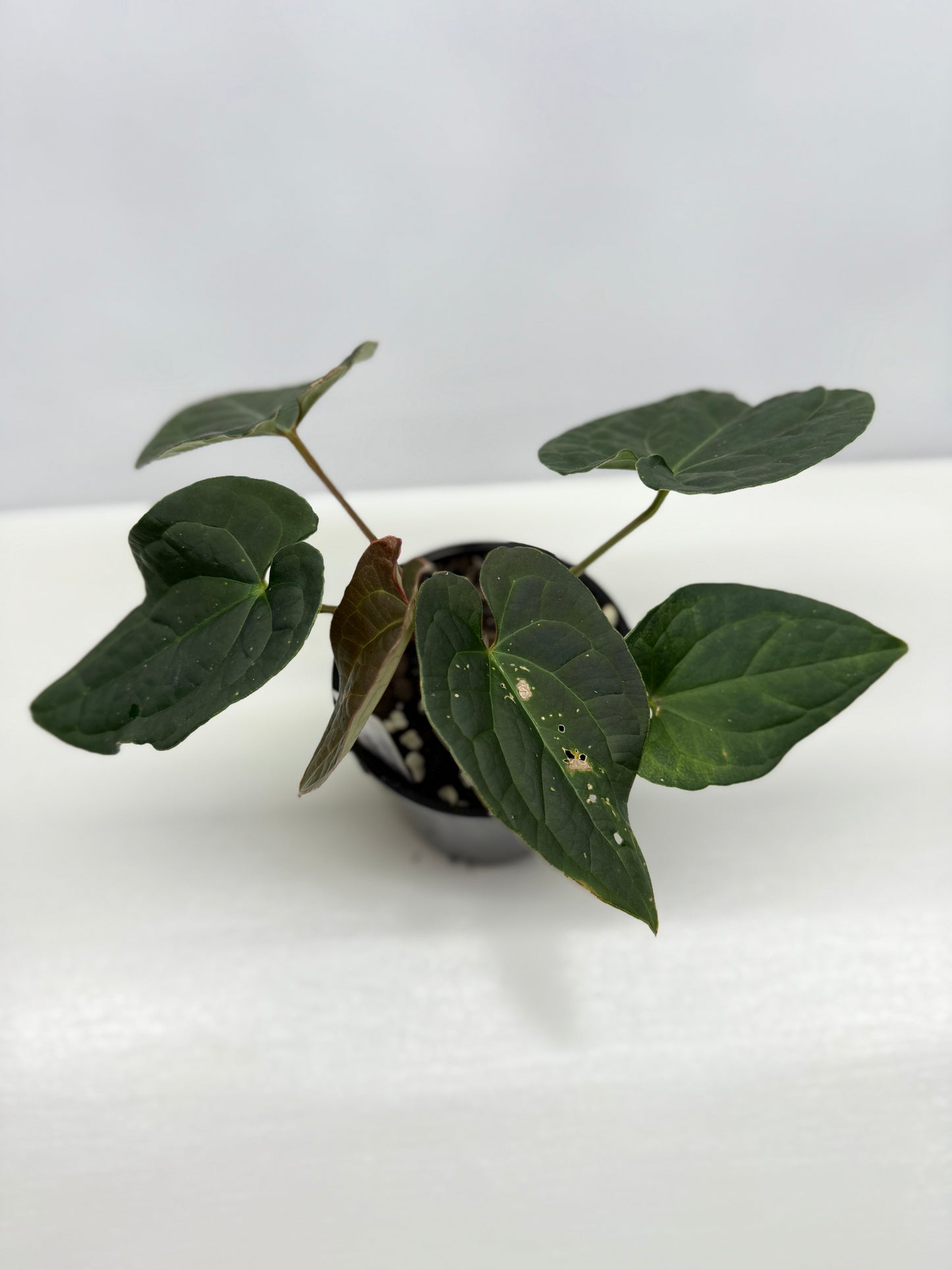 Anthurium Luxurians x Crystallinum Z6