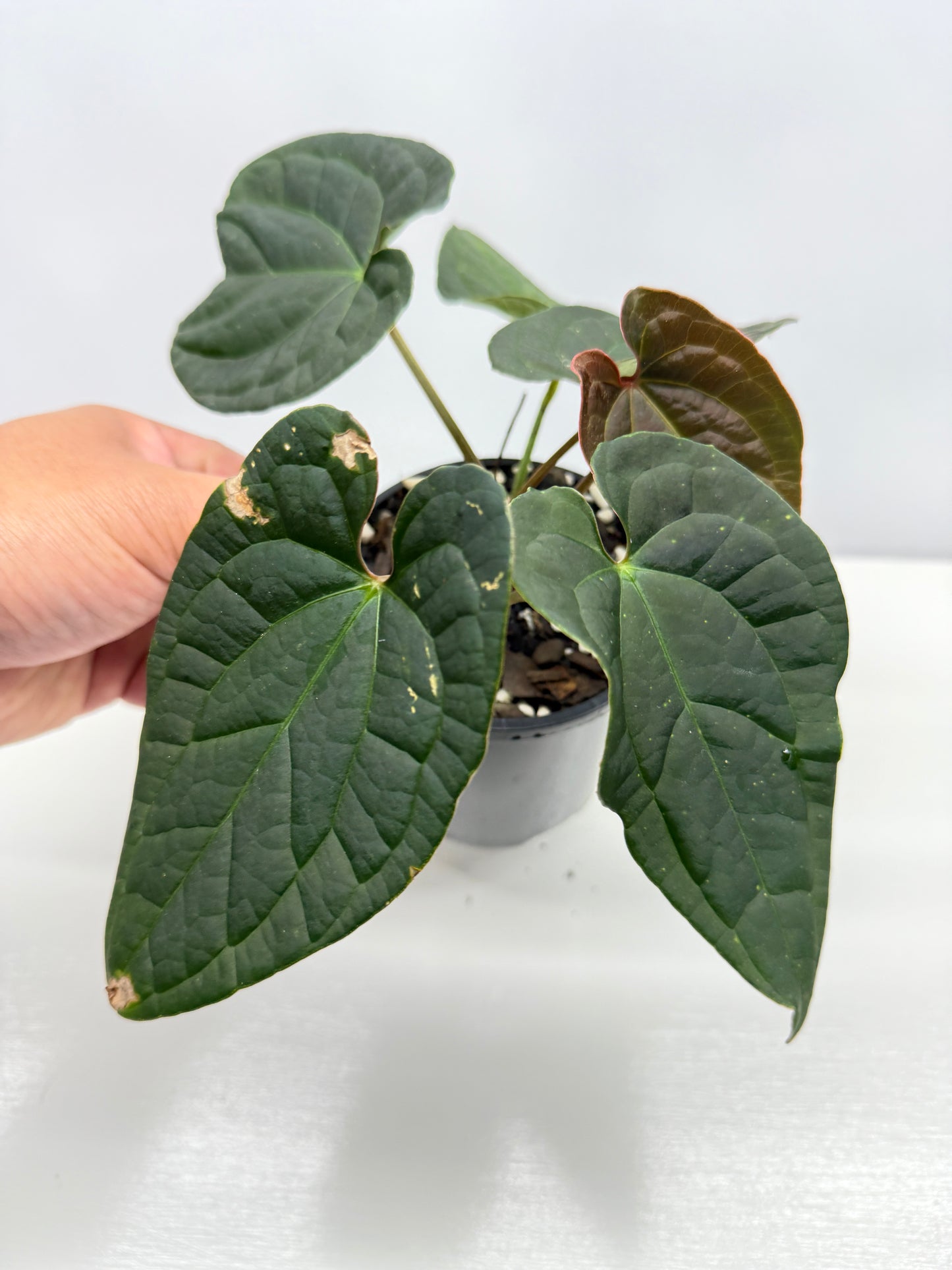 Anthurium Luxurians x Crystallinum Z6