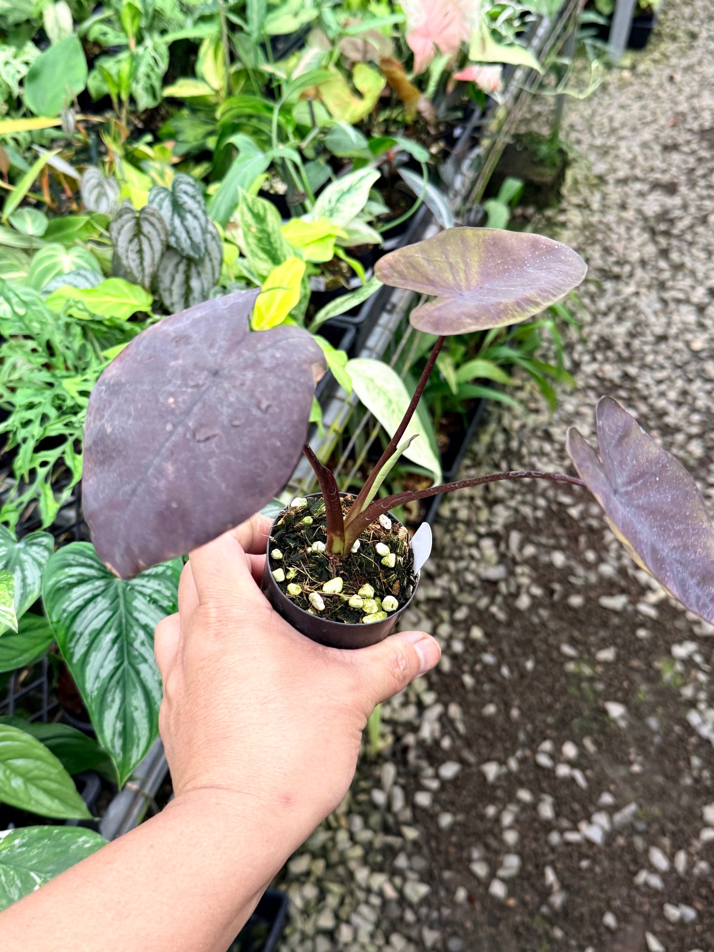 Colocasia 'Streak Back' I64
