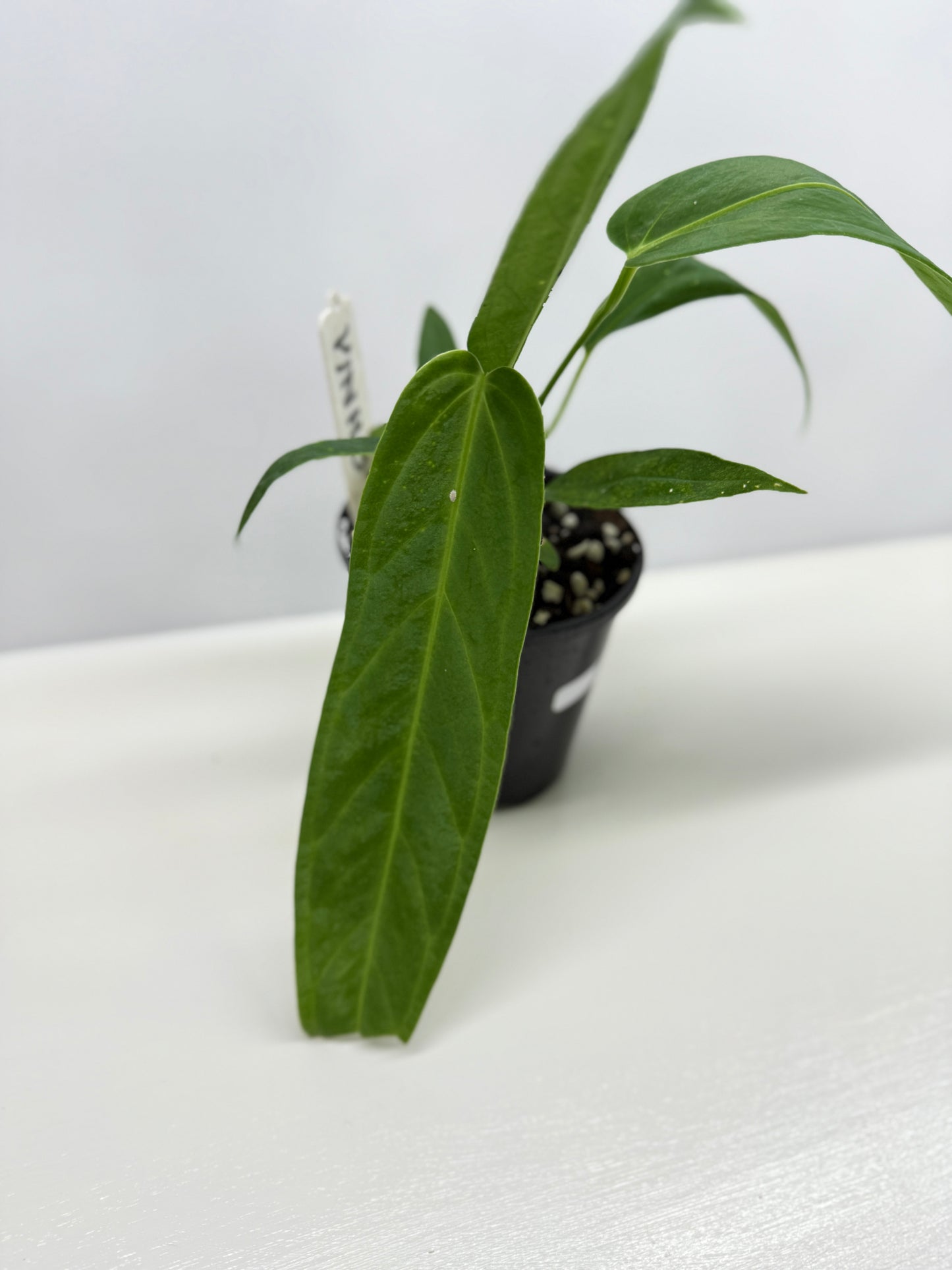 Anthurium Warocqueanum x Panamense Z9