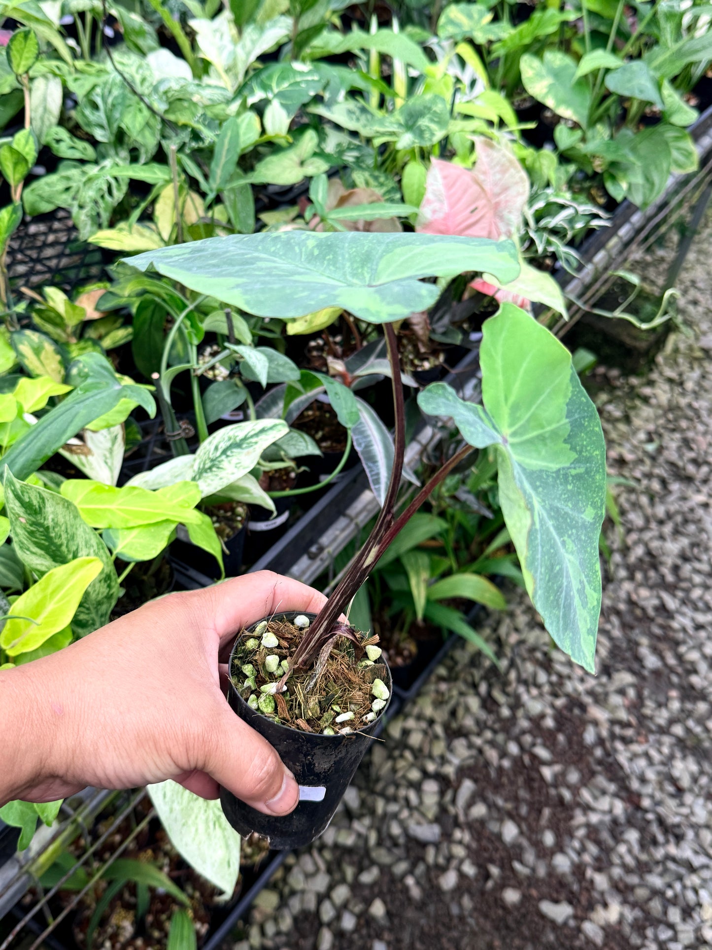 Colocasia 'Lemon Lime Gecko' R69