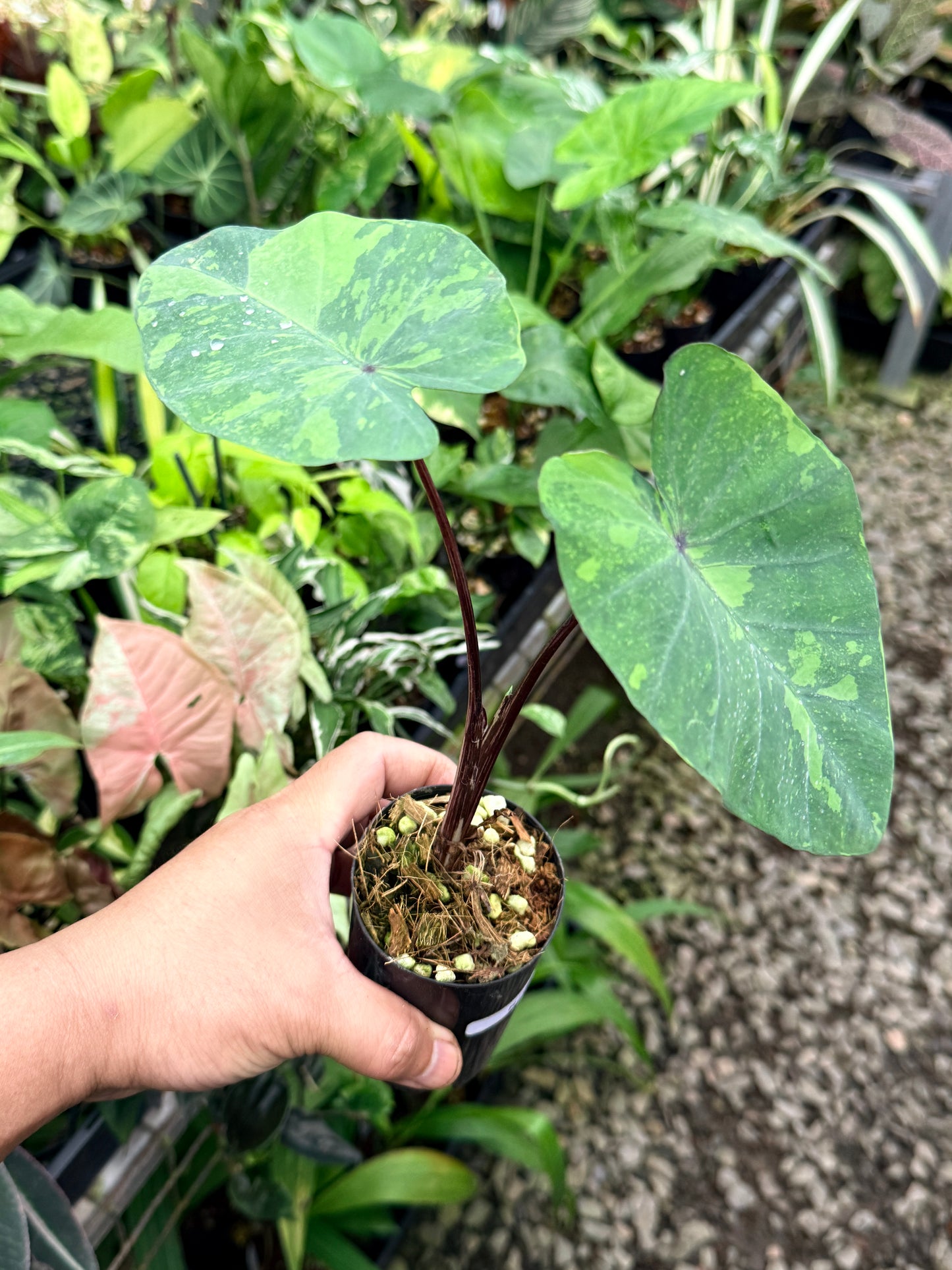 Colocasia 'Lemon Lime Gecko' R70