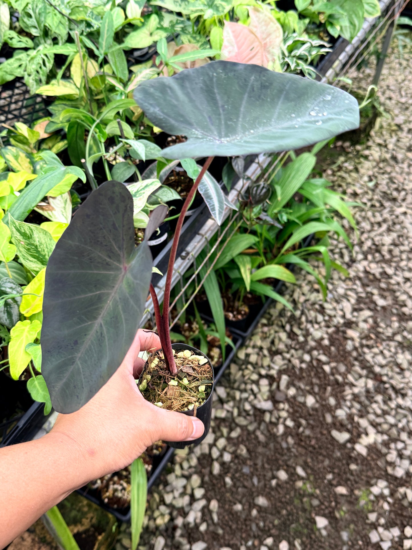 Colocasia 'Black Marble'