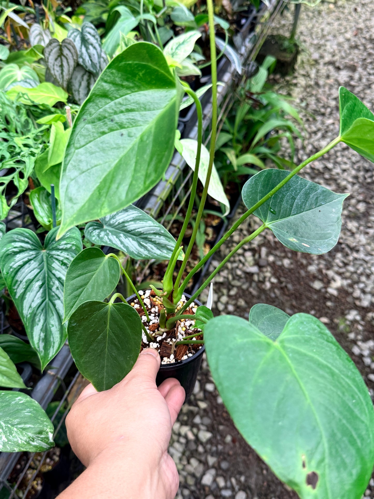 Anthurium 'Livium Ruby' R41