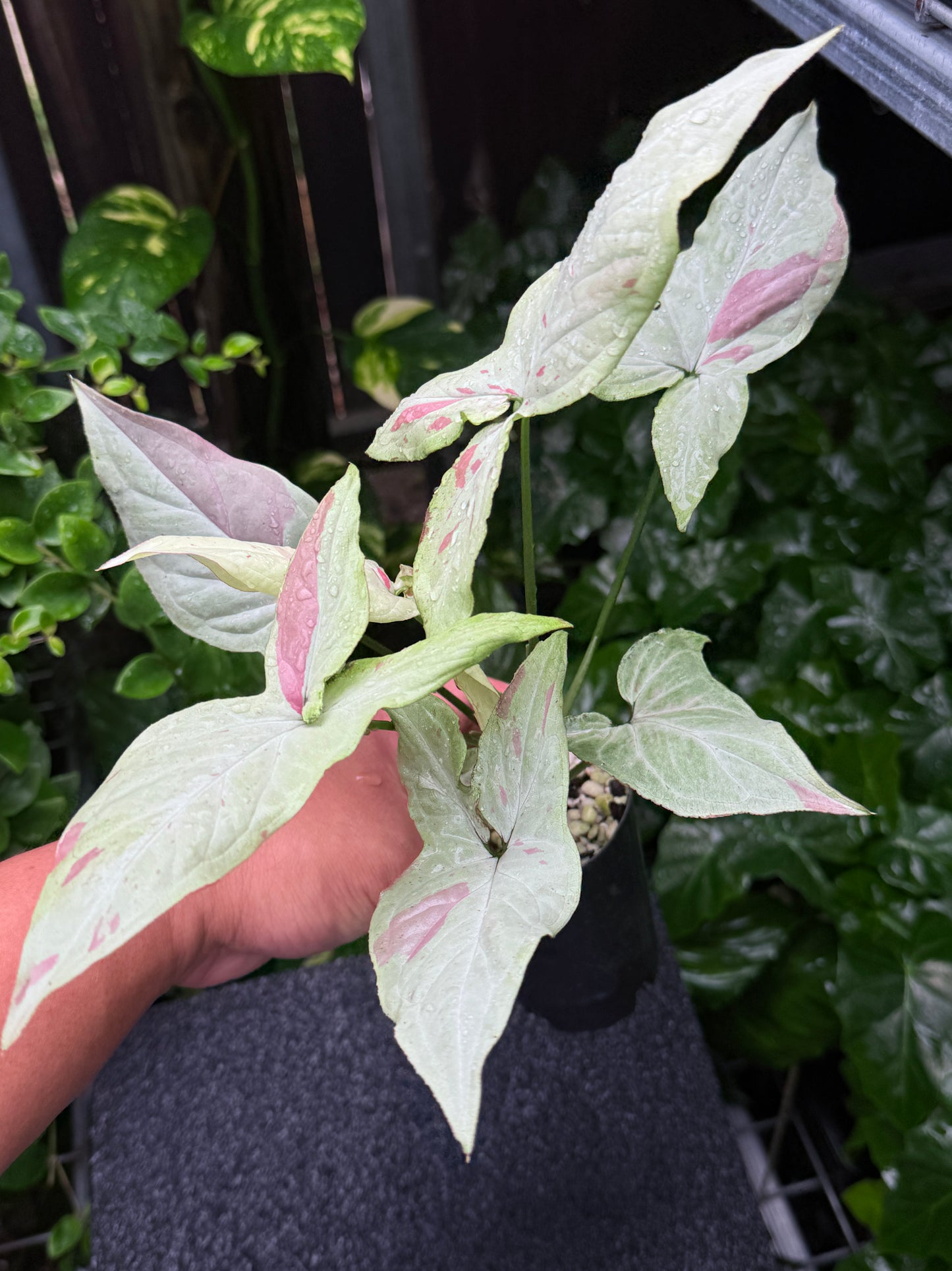Syngonium 'Pink Salmon' K43