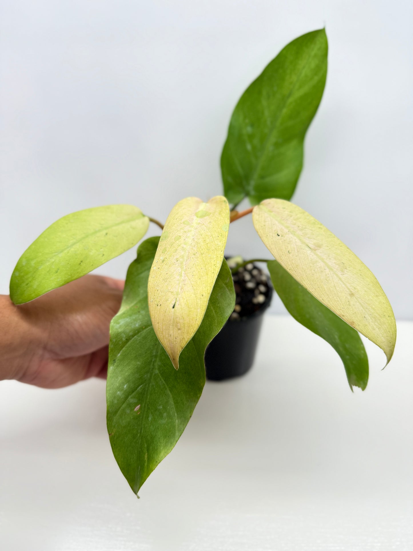 Philodendron Whipple Way NONTC Z11
