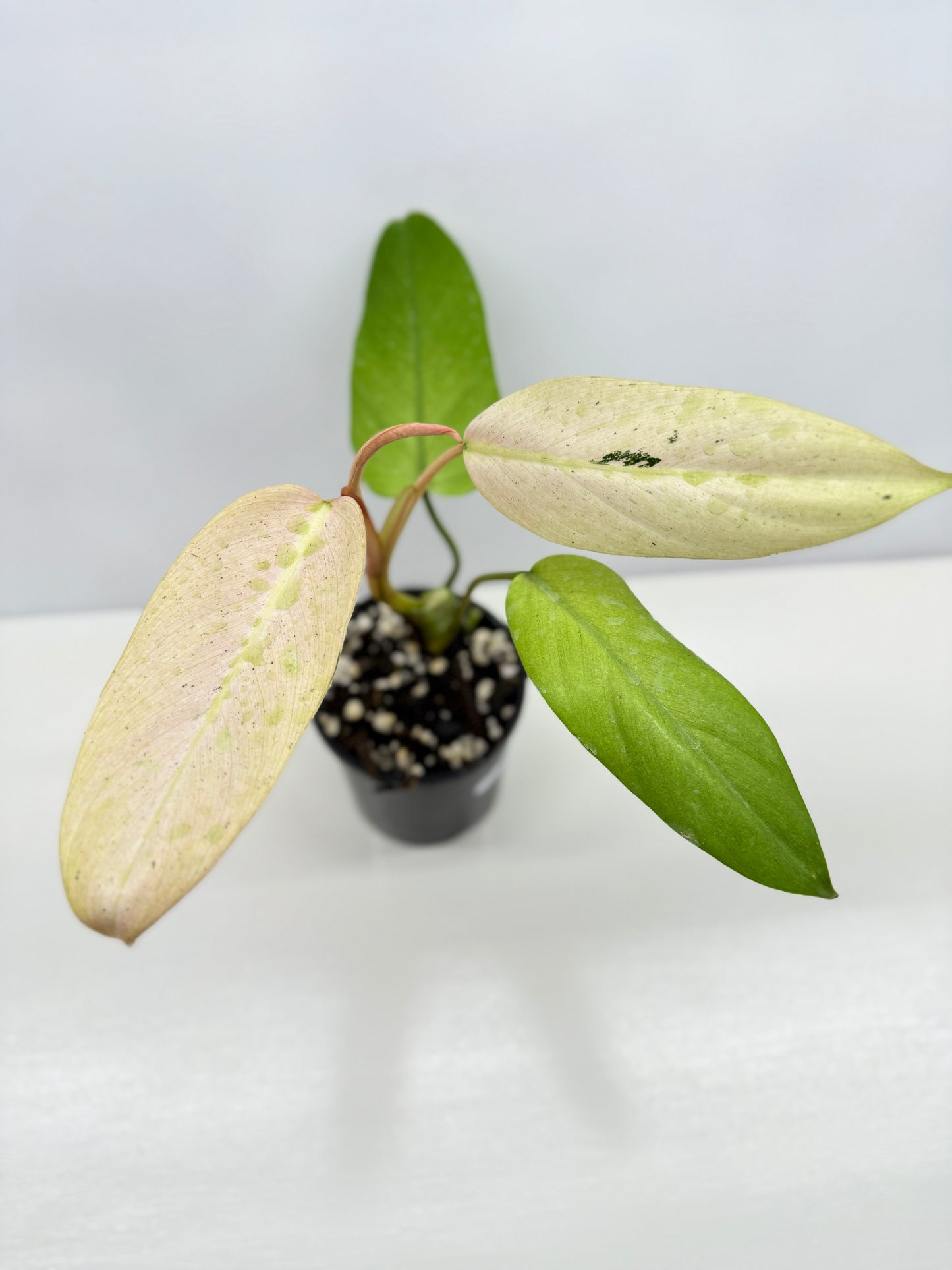 Philodendron Whipple Way NONTC Z12