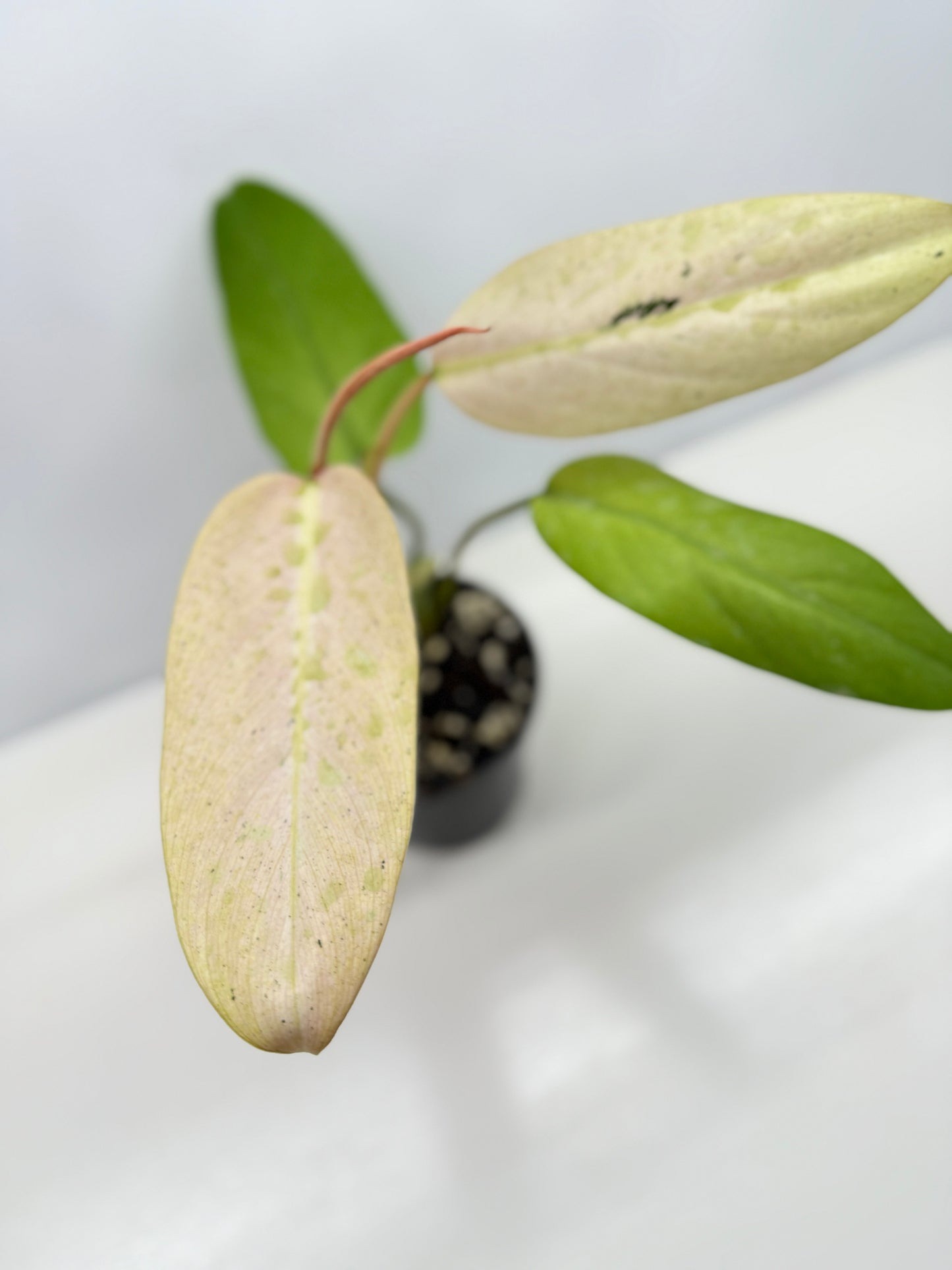 Philodendron Whipple Way NONTC Z12