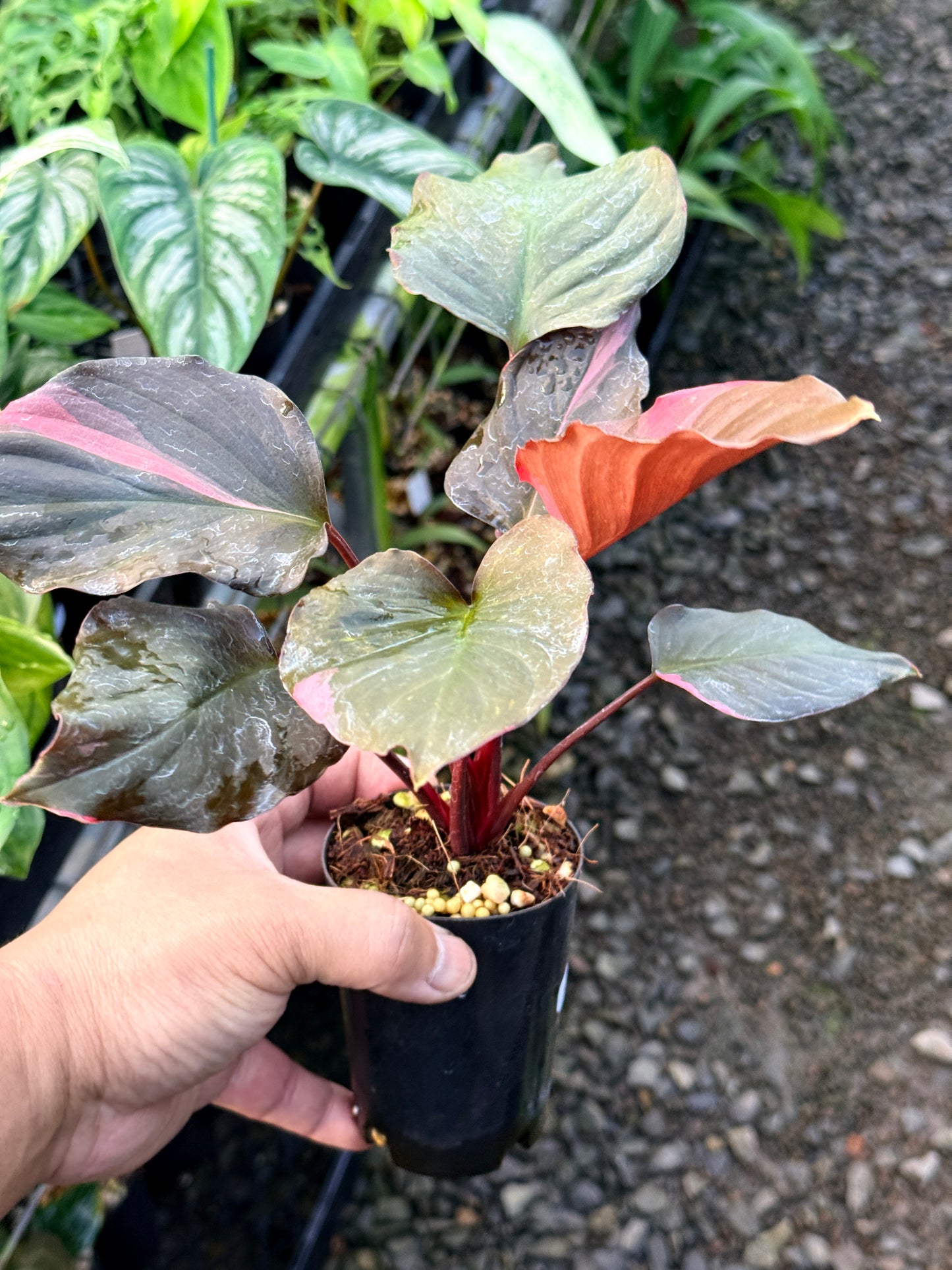 Homalomena rubescens Flaming Red Variegata R42
