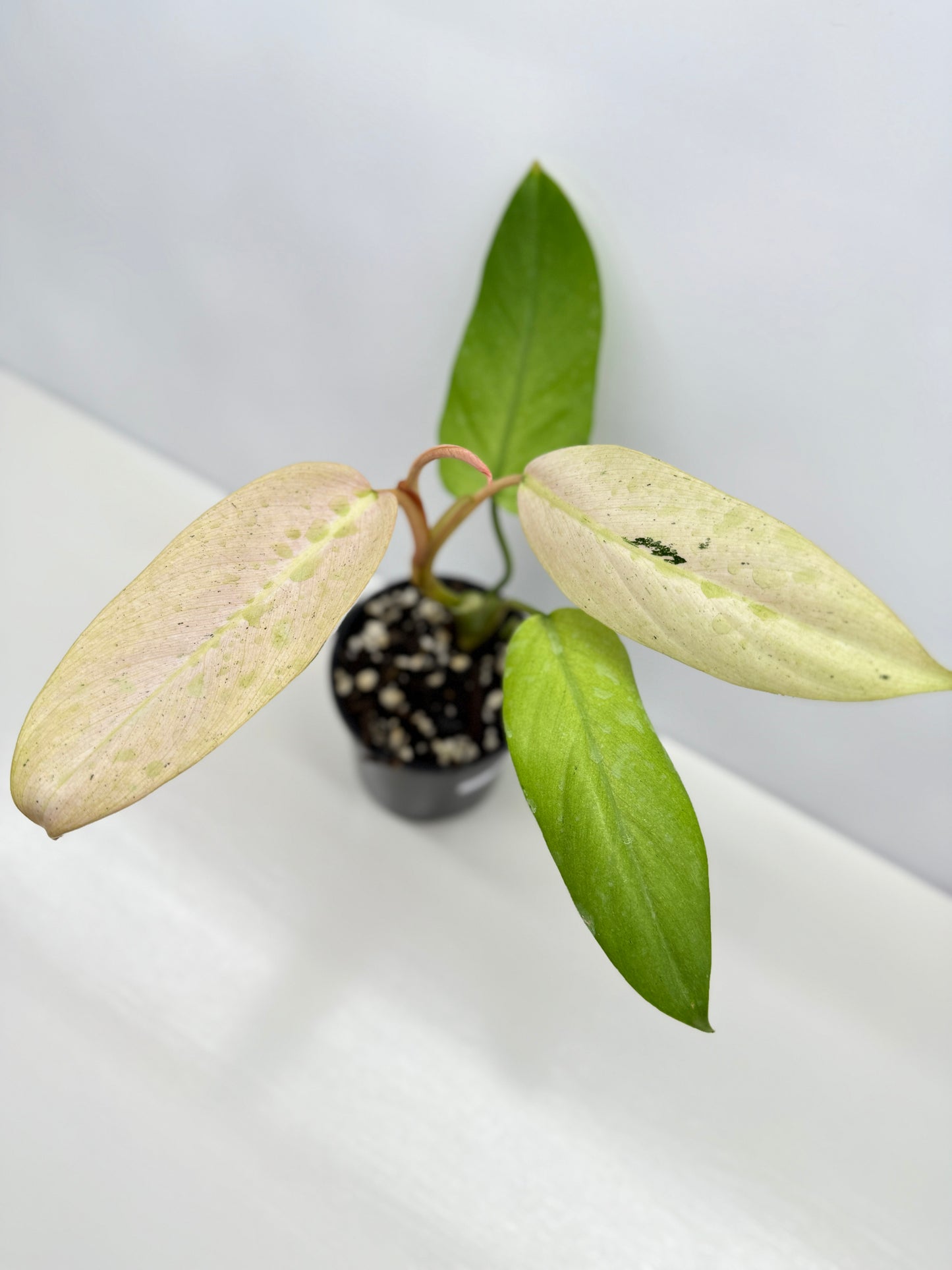 Philodendron Whipple Way NONTC Z12