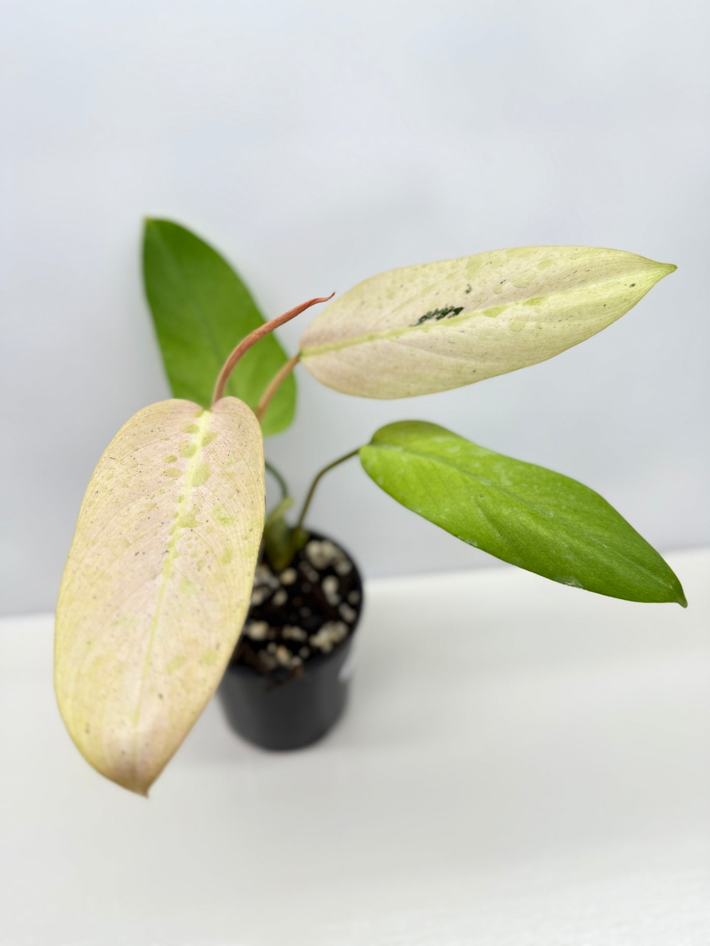 Philodendron Whipple Way NONTC Z12