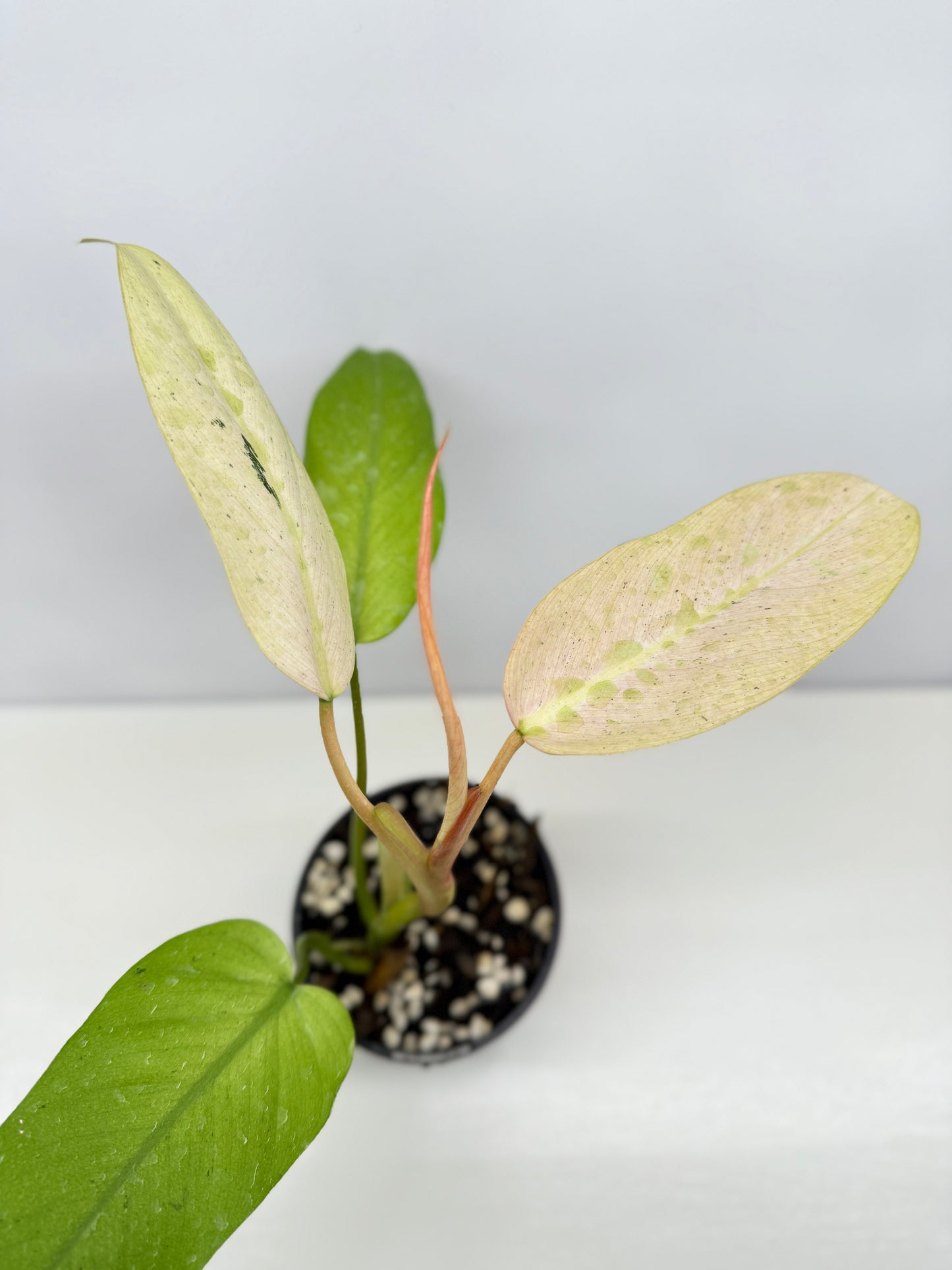 Philodendron Whipple Way NONTC Z12