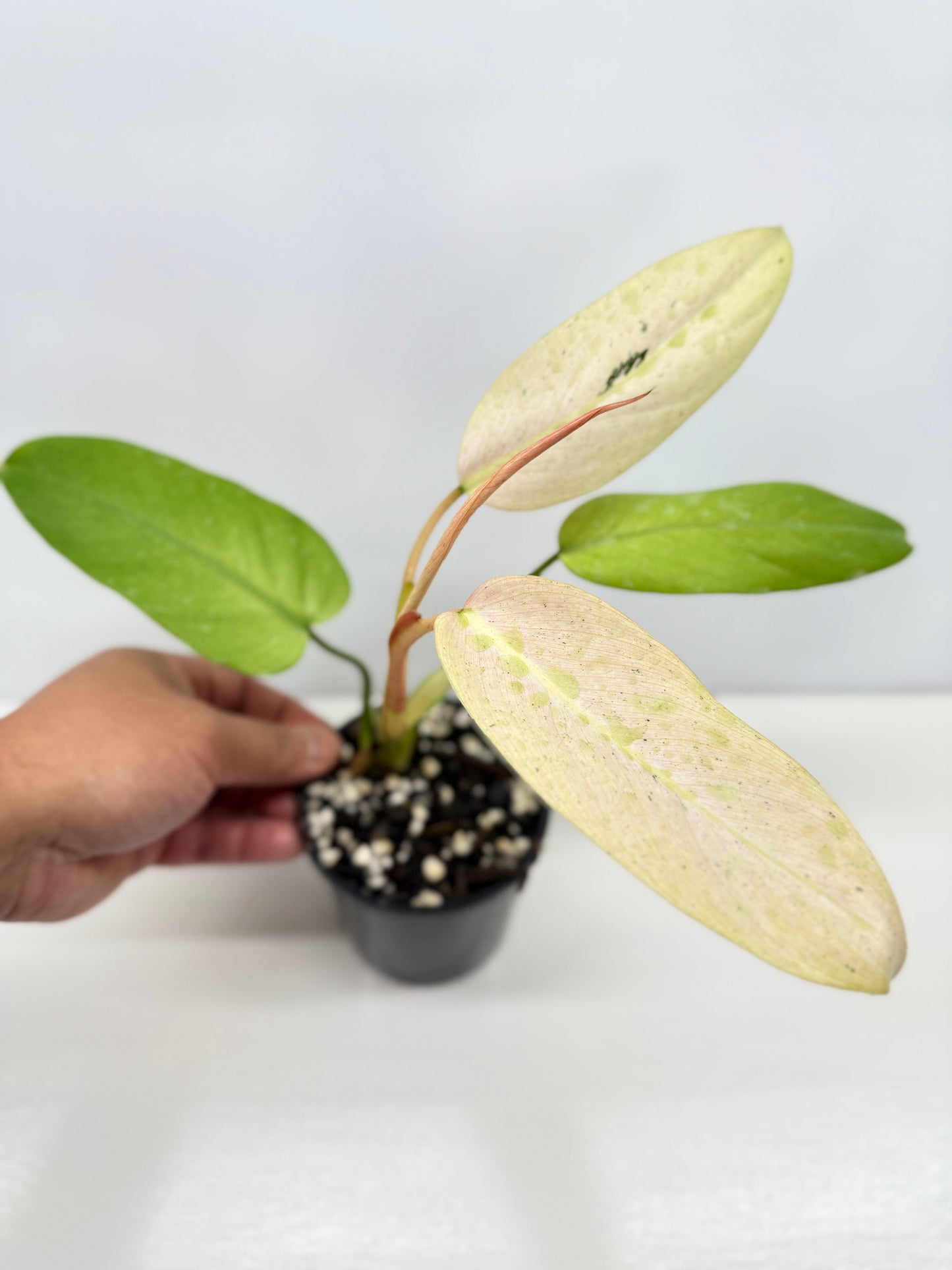 Philodendron Whipple Way NONTC Z12