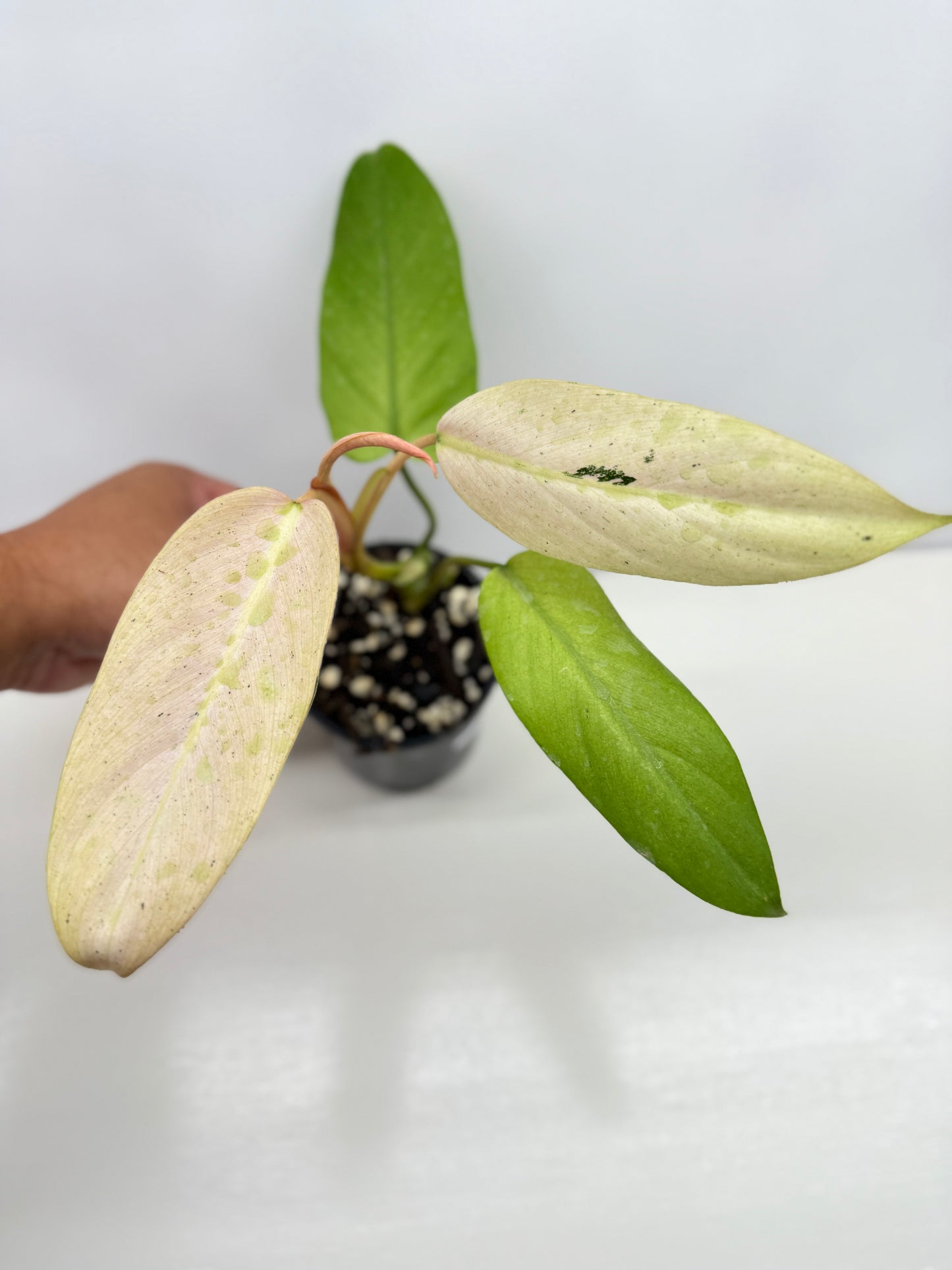 Philodendron Whipple Way NONTC Z12