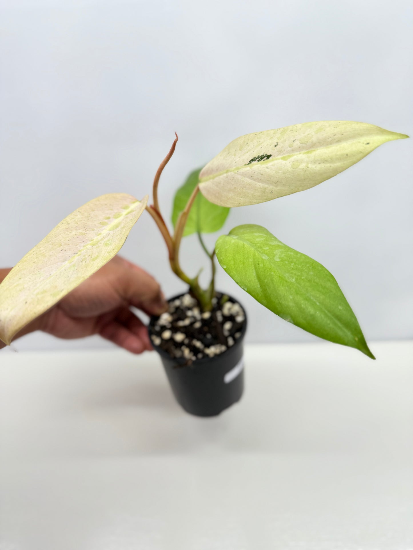 Philodendron Whipple Way NONTC Z12