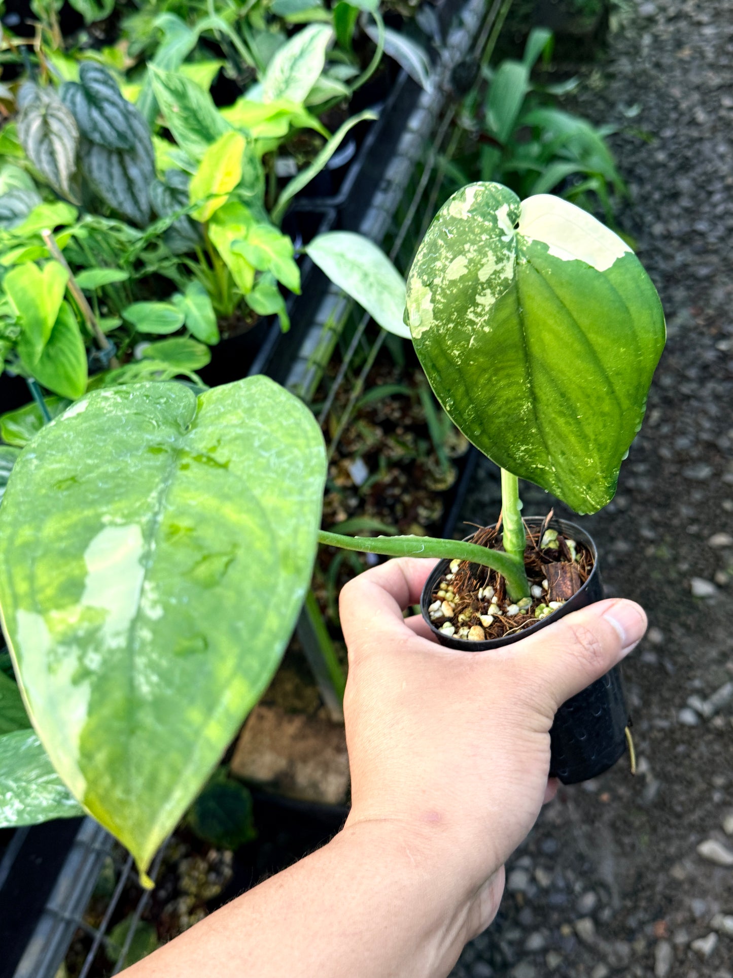 Syngonium 'Chiapense Variegated' R45