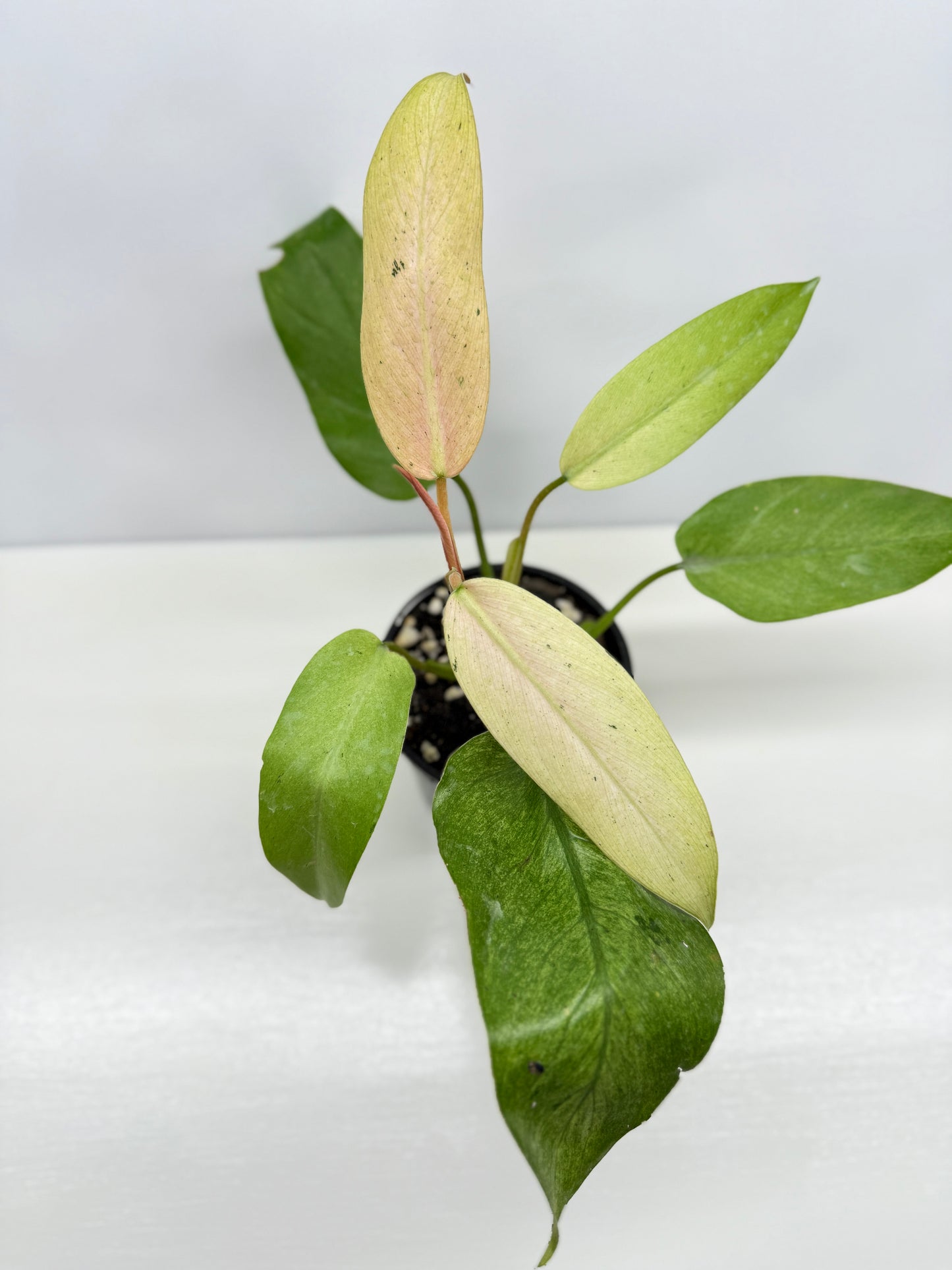 Philodendron Whipple Way NONTC Z13