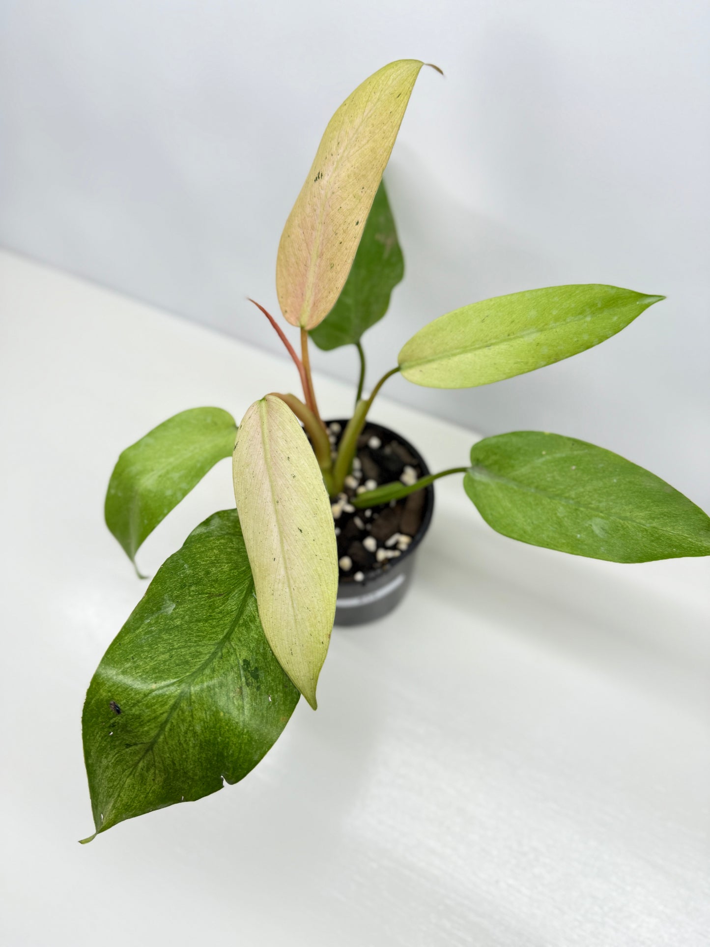 Philodendron Whipple Way NONTC Z13