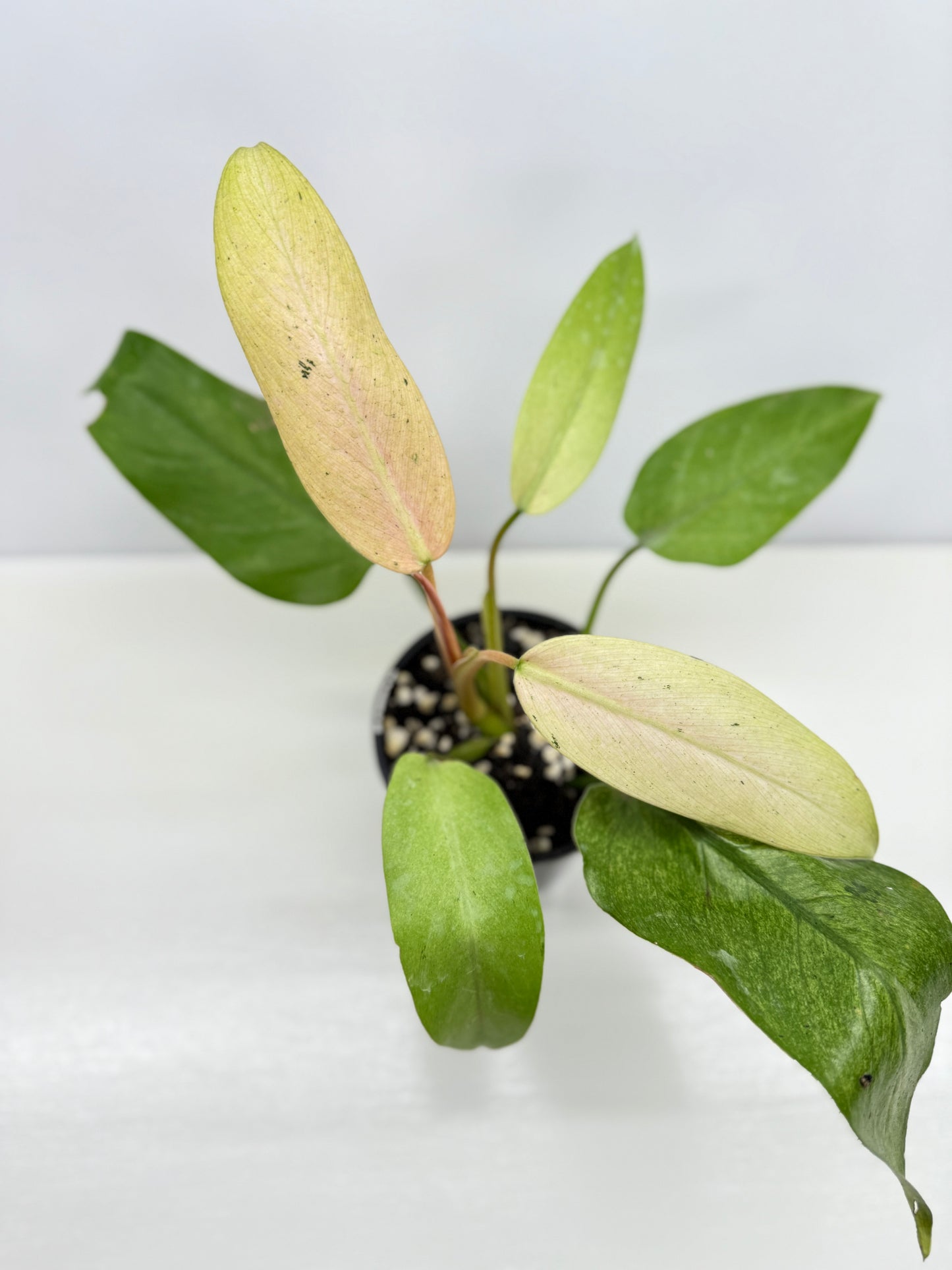 Philodendron Whipple Way NONTC Z13