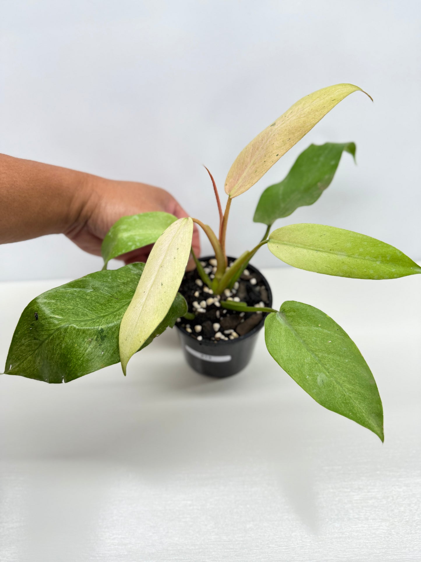 Philodendron Whipple Way NONTC Z13