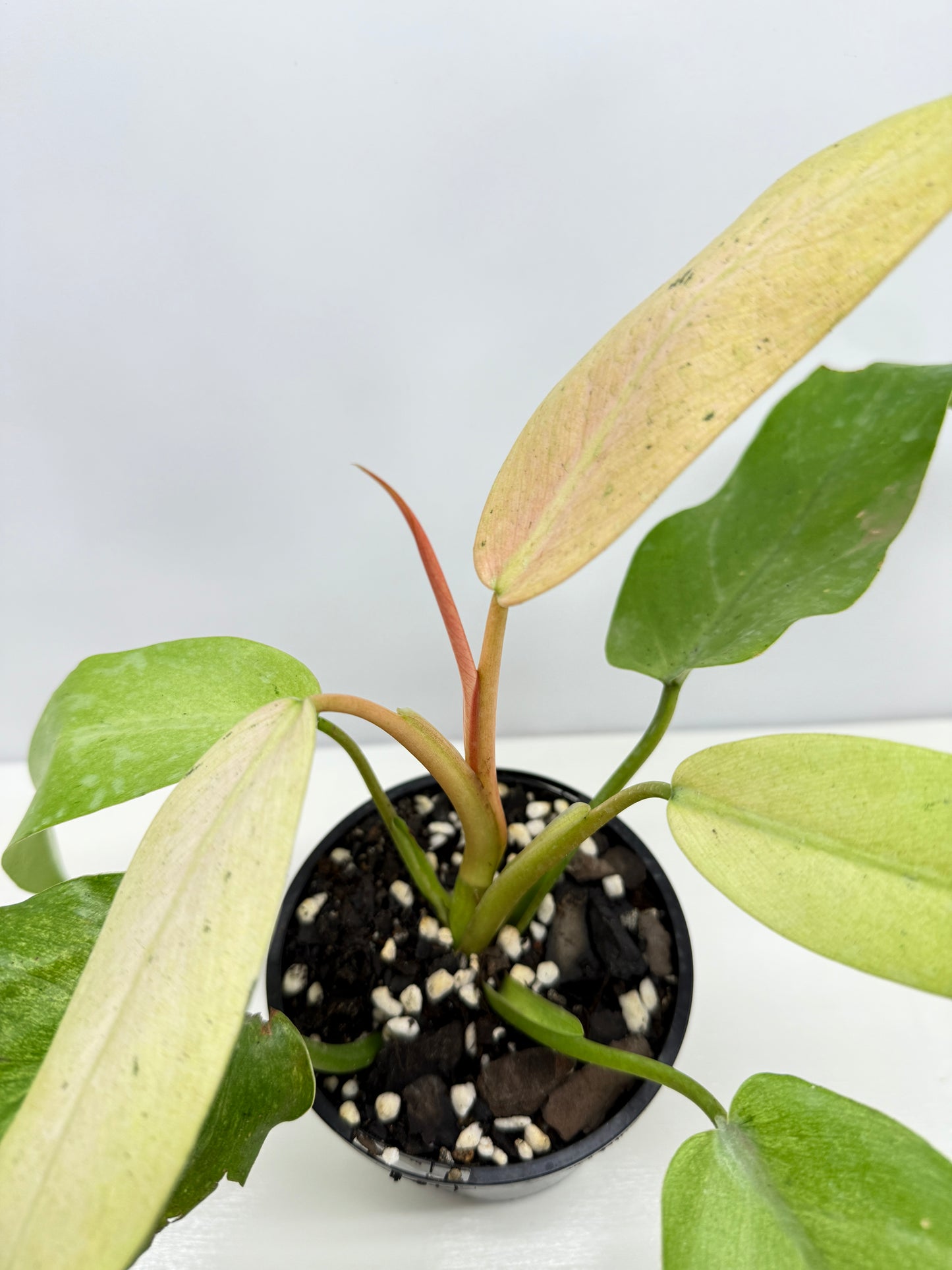 Philodendron Whipple Way NONTC Z13