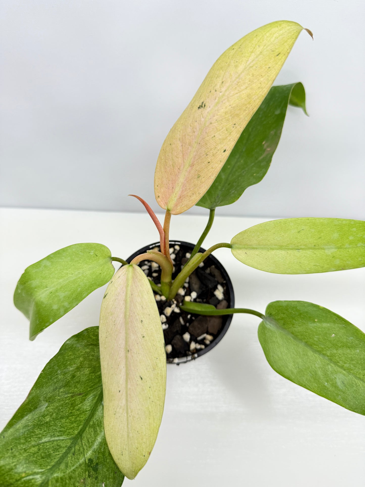Philodendron Whipple Way NONTC Z13