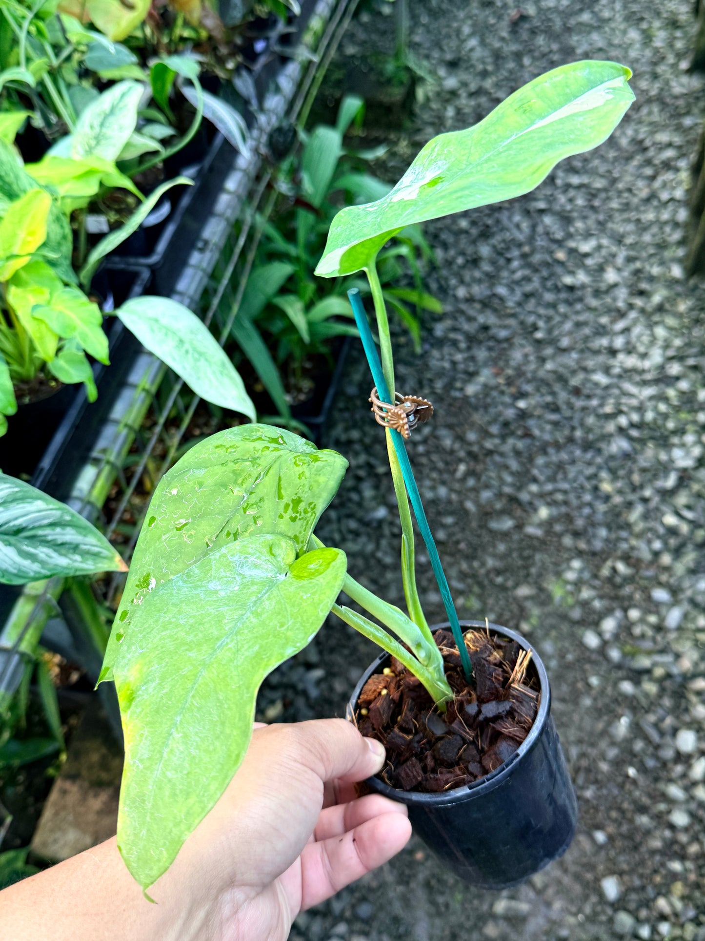 Syngonium 'Chiapense Variegated' R46