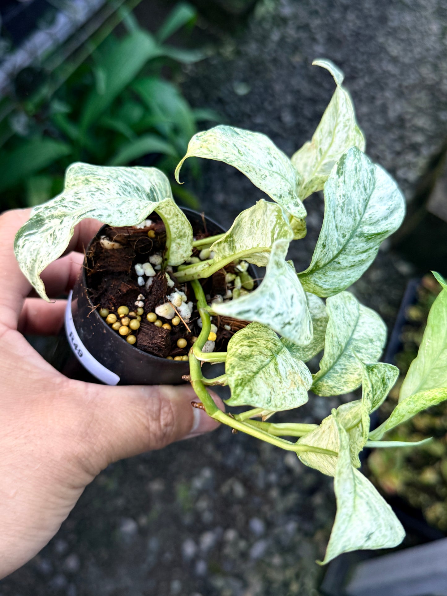 Rhaphidophora 'Puberula Variegata' - Highly Variegated R49