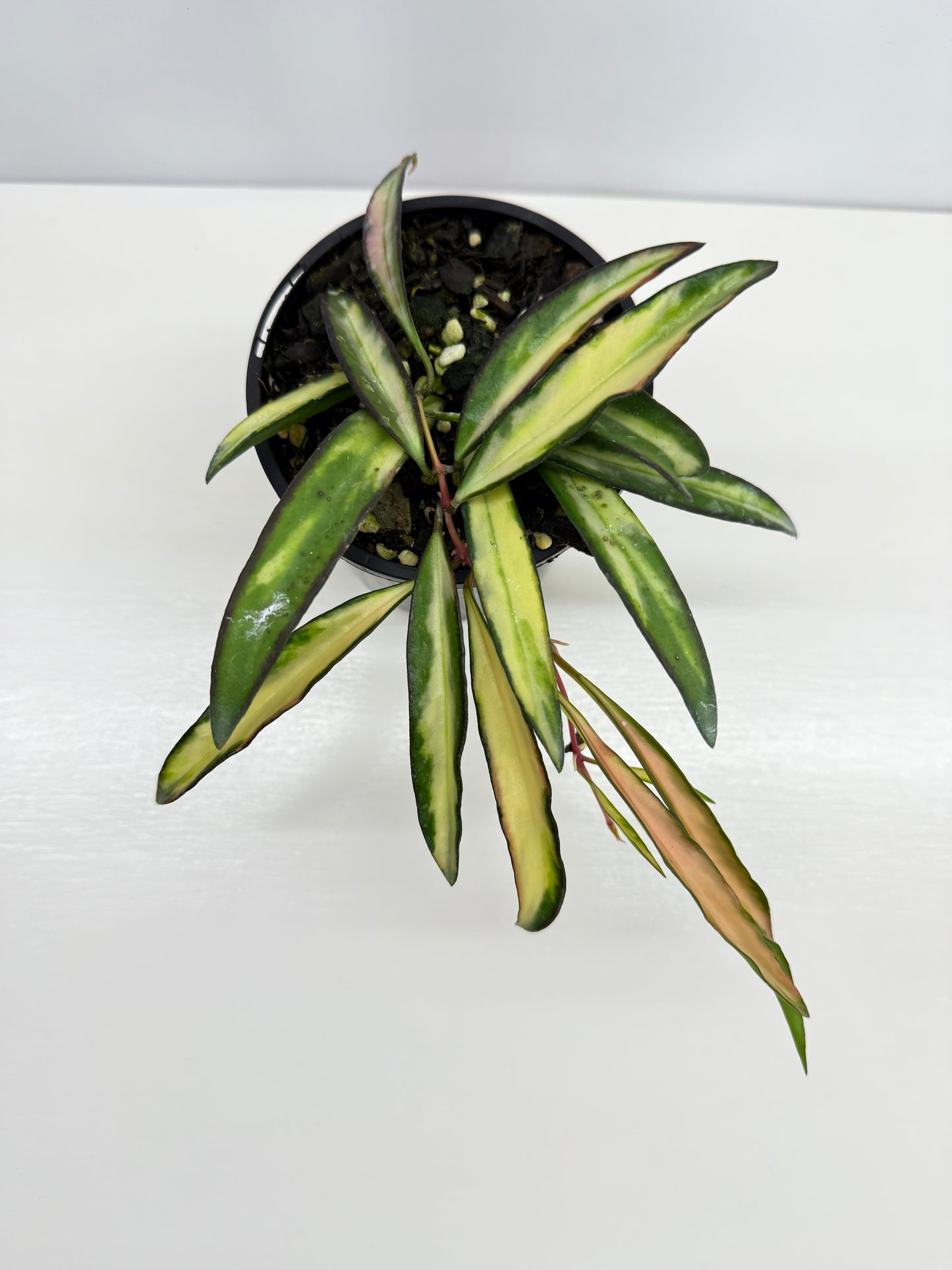 Hoya Wayetii Variegata Z14